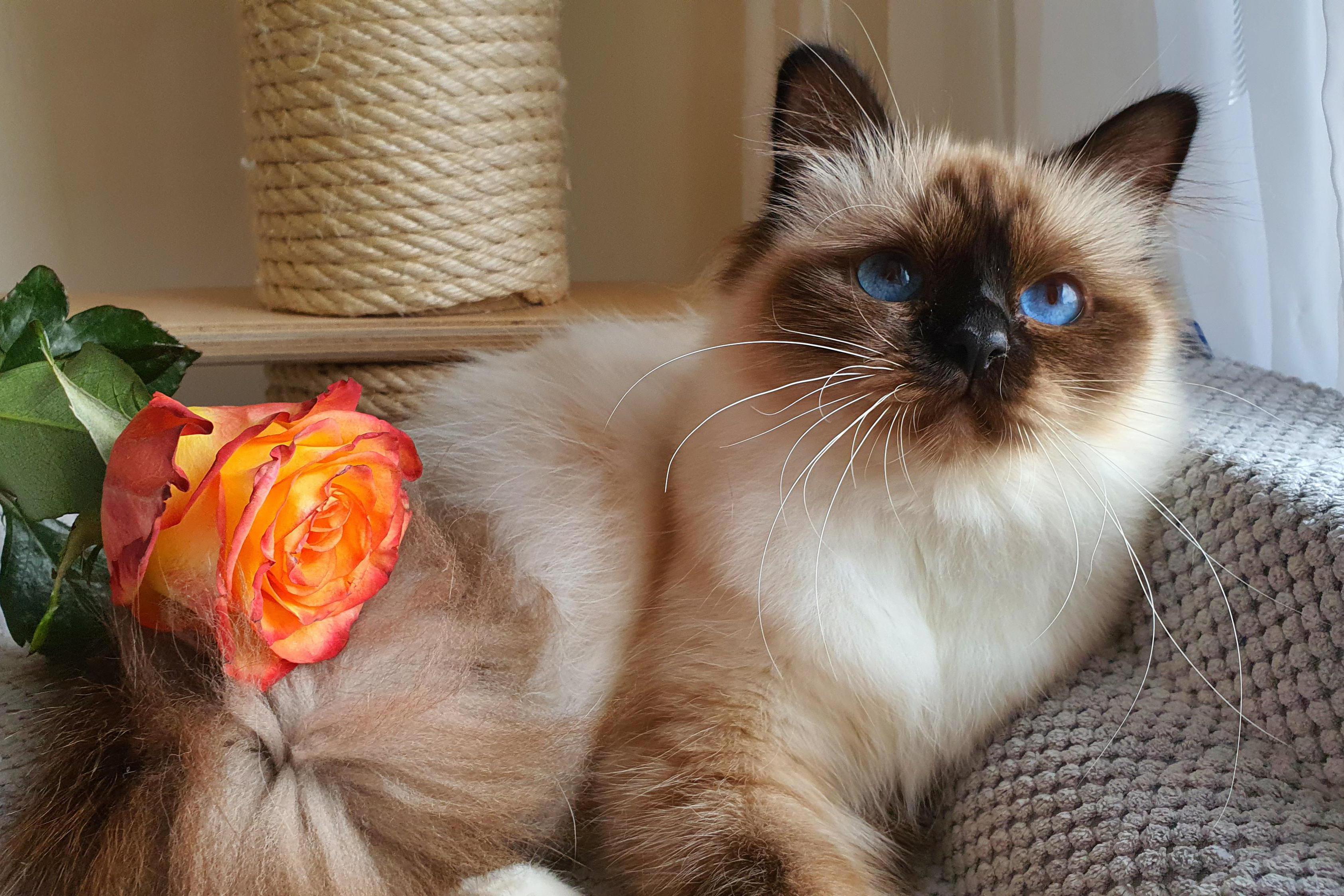 Birma posvátná, Stars La Perla