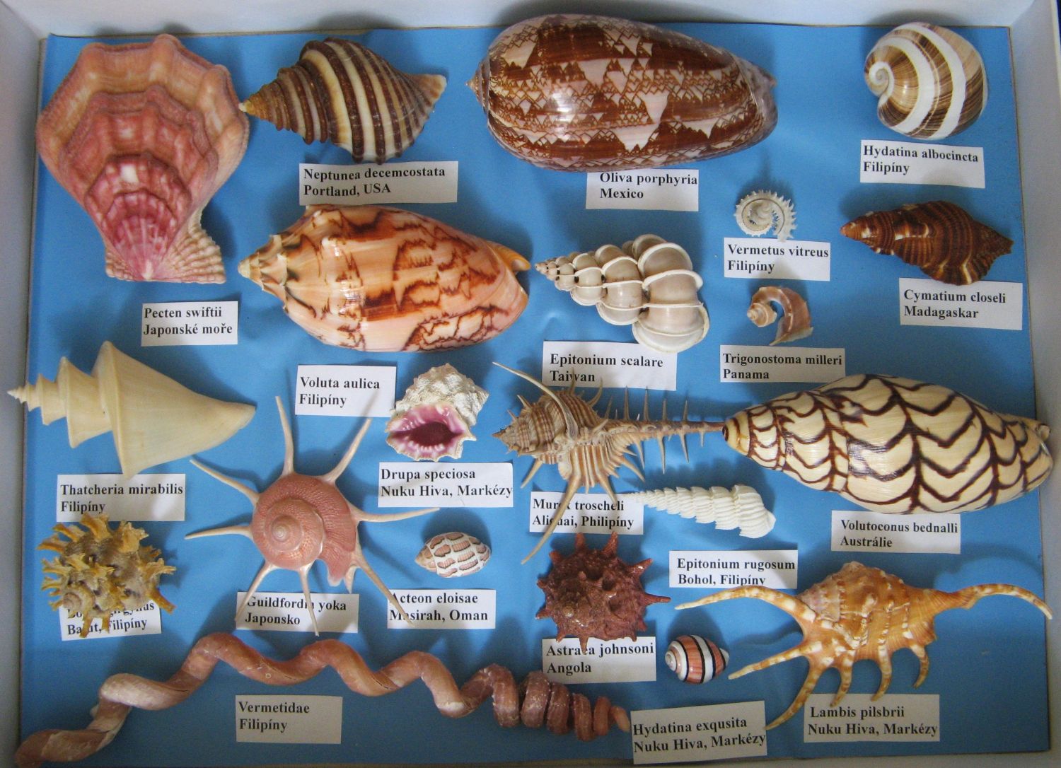 Český klub sběratelů lastur foto 2