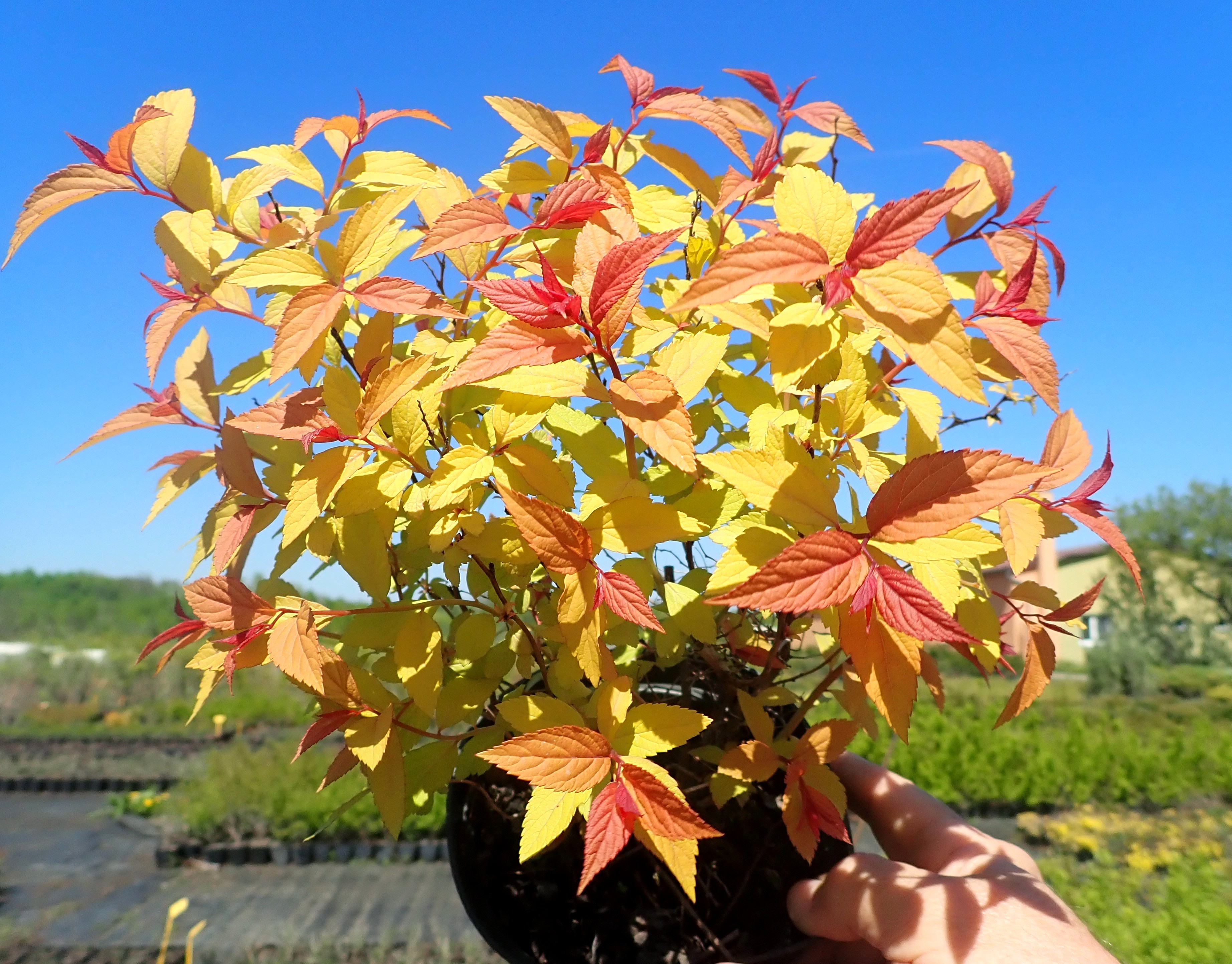 Okrasná školka Záříčí s.r.o. foto 3