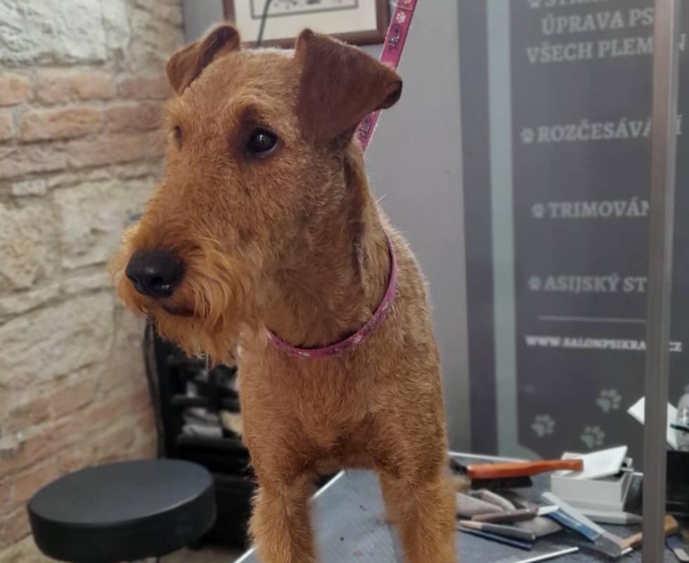 Trimování plemena Irský teriér