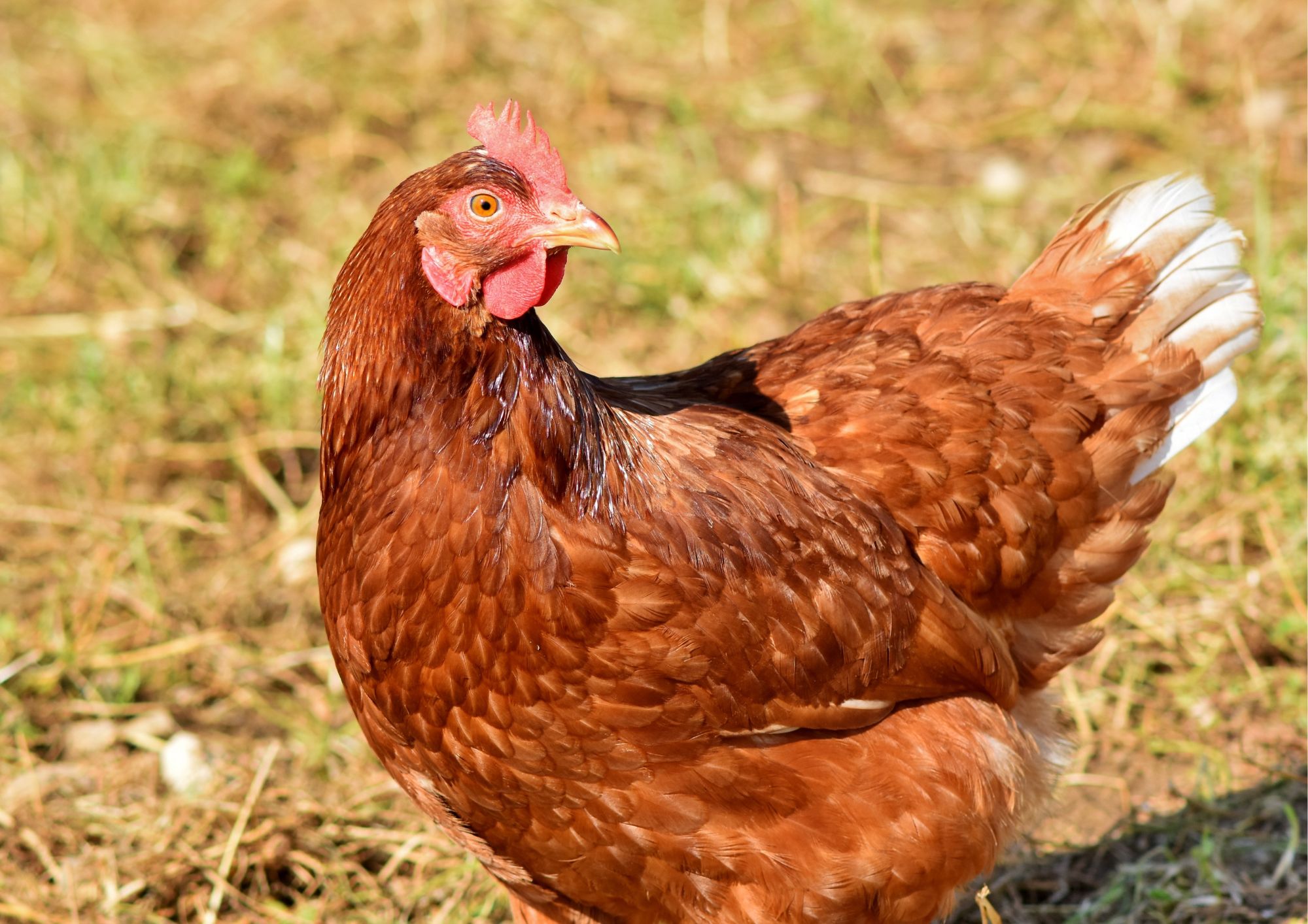 Drůbežárna Hořešovice - farma Hořešovice foto 5