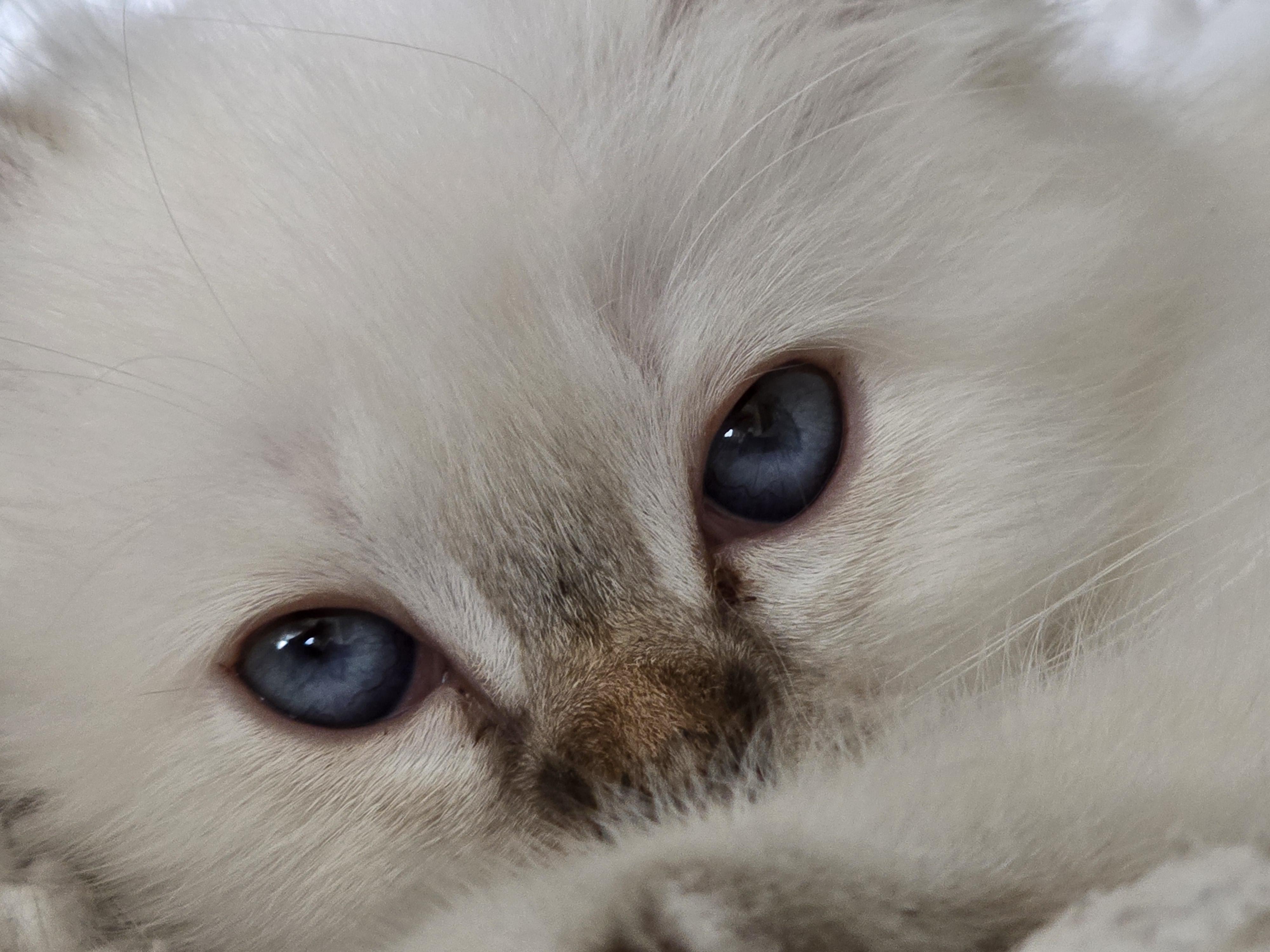 Birma posvátná, Stars La Perla foto 6