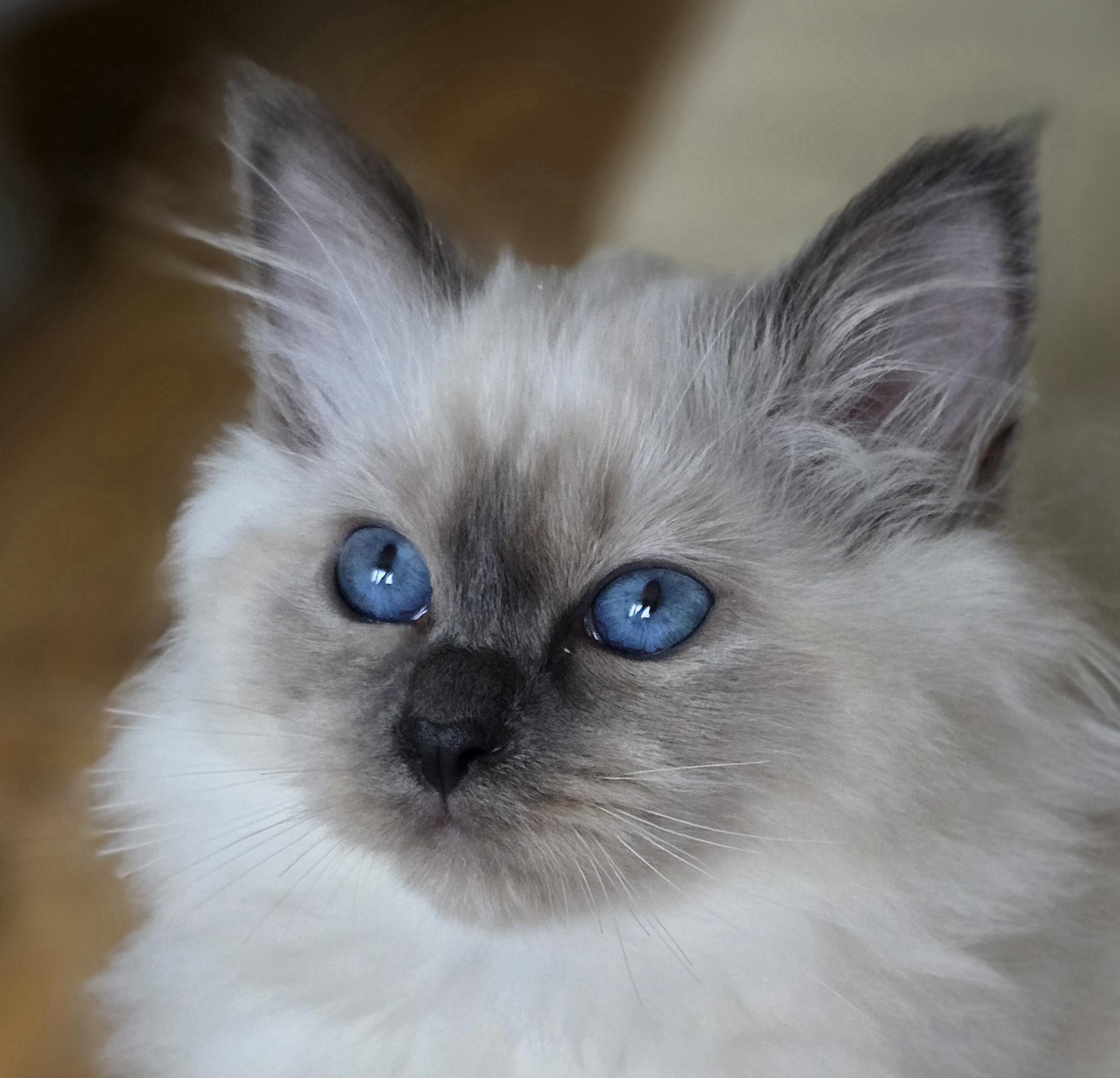 Birma posvátná, Stars La Perla foto 4