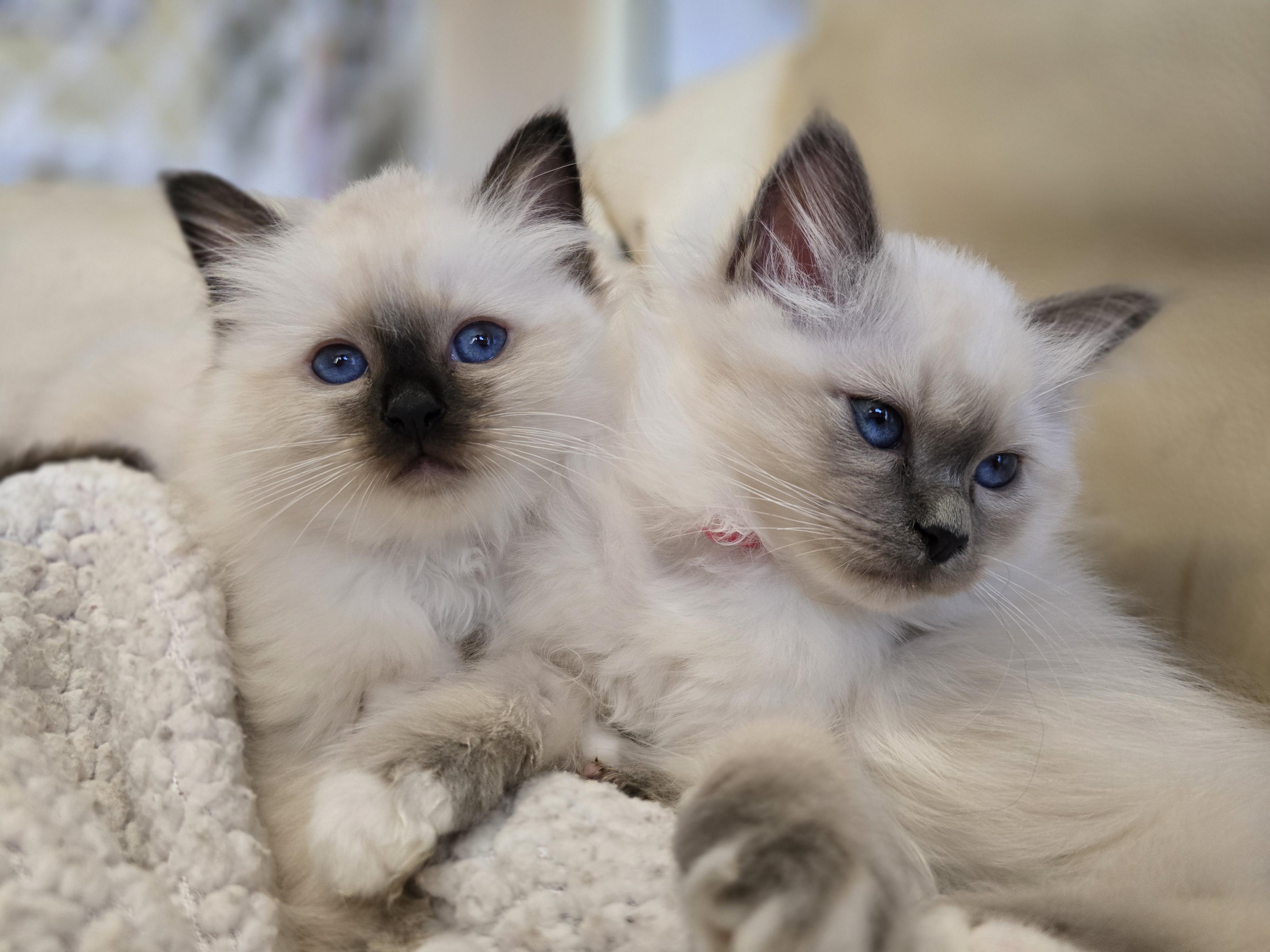 Birma posvátná, Stars La Perla foto 5