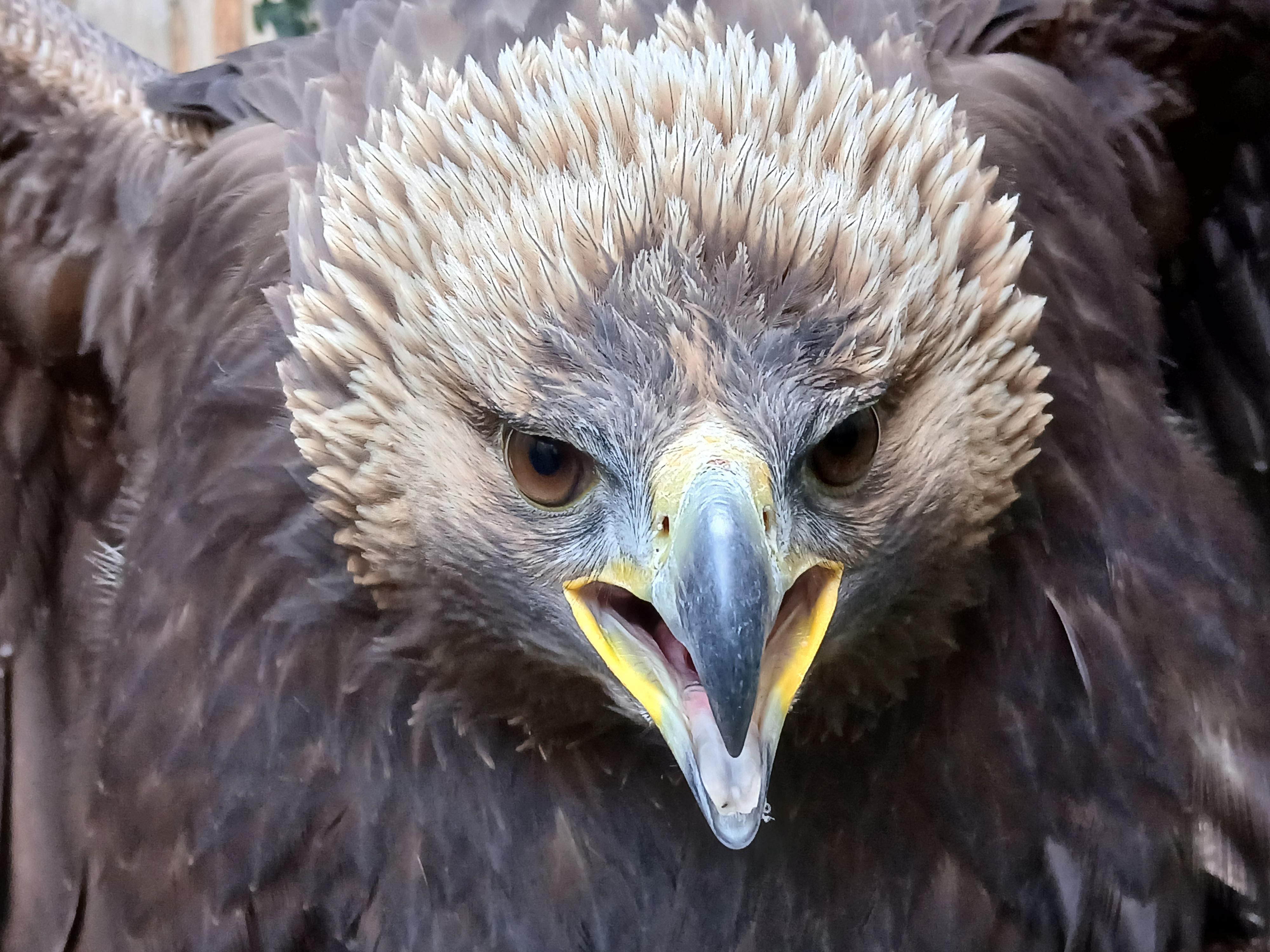 Záchranná stanice pro dravé ptáky Rajhrad foto 2