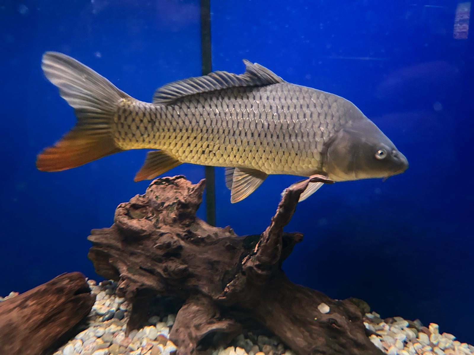 Minizoo při Centru ochrany fauny ČR foto 2