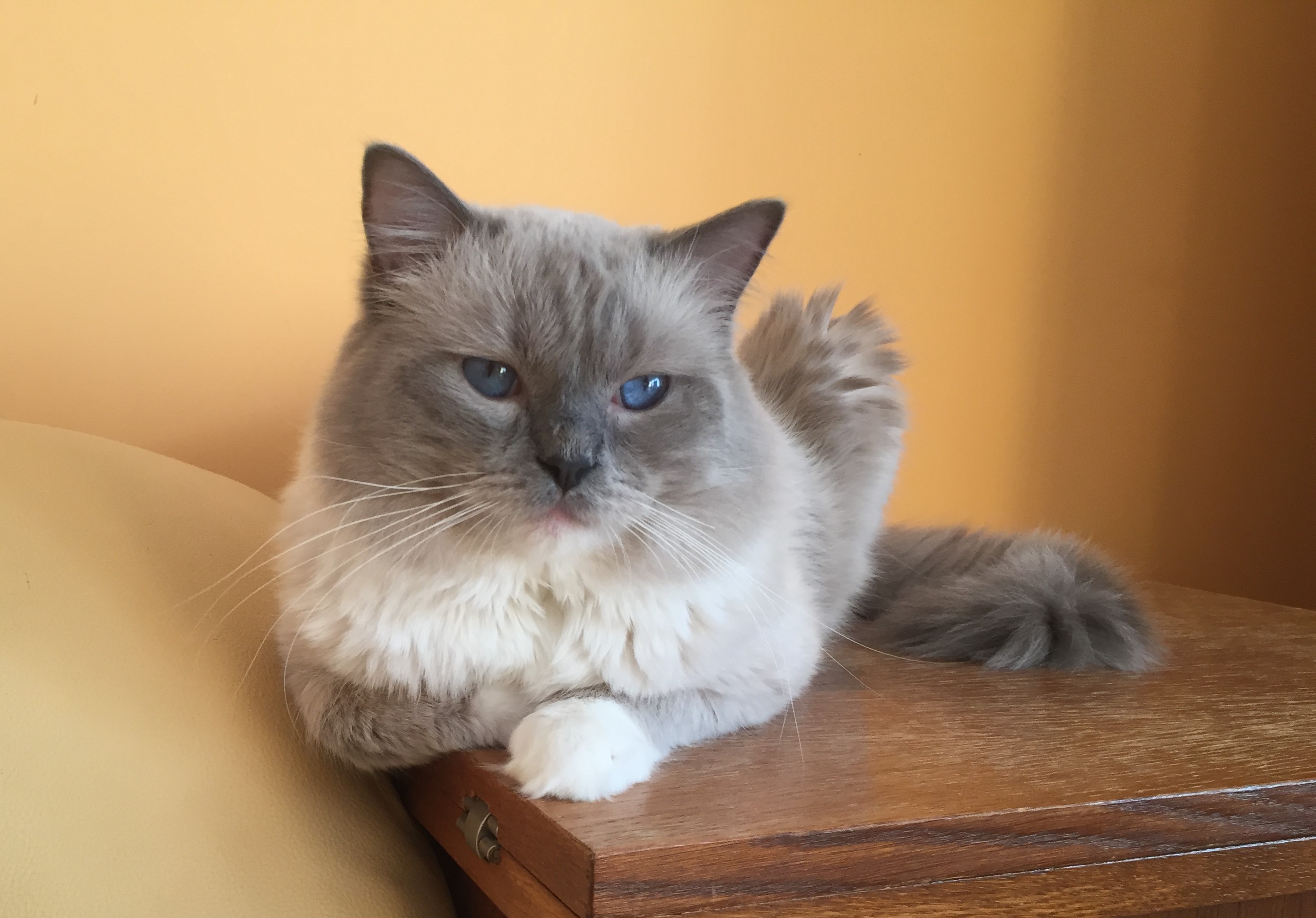 Chovatelská stanice Faelis Ragdoll