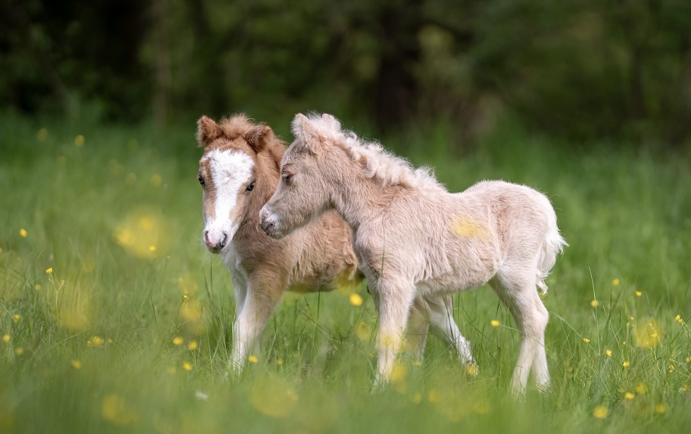 Minihorse Mersi foto 4