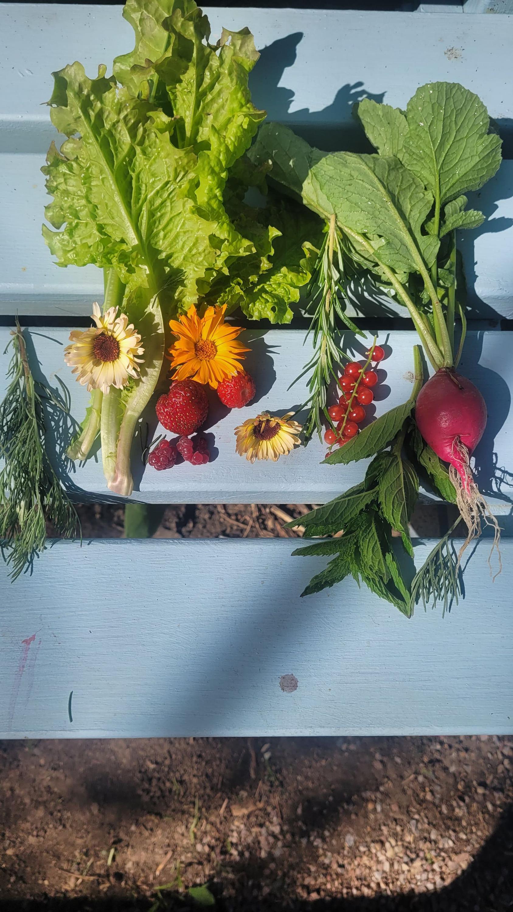 Komunitní zahrada Rybka foto 4