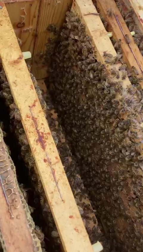 Bioflower foto 2 (náhled videa)