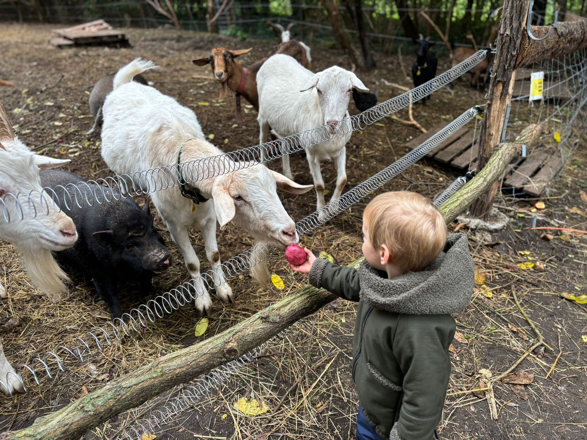 Malý farmář komunitní zahrada foto 3