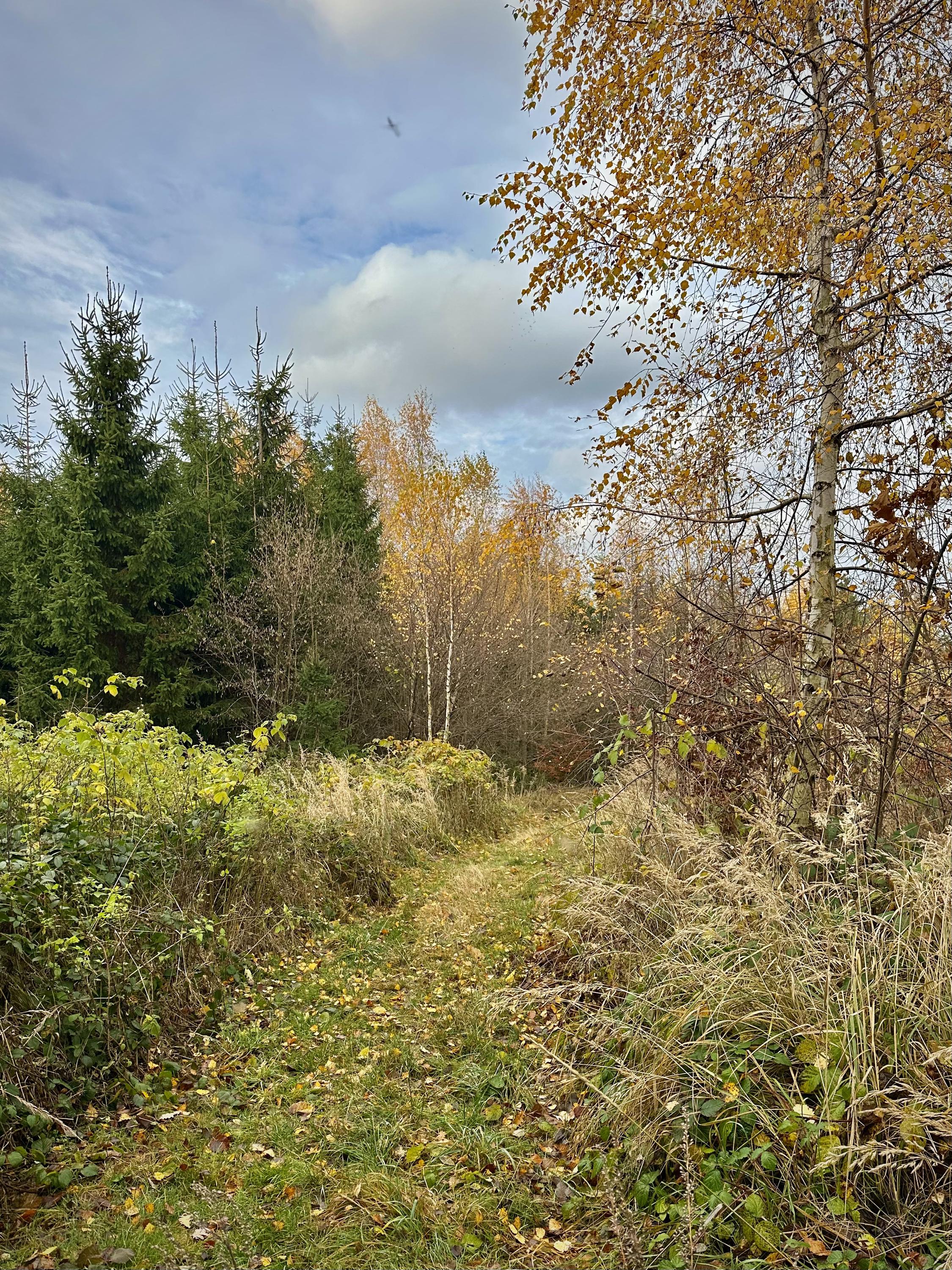 Boršov - obecní úřad foto 6