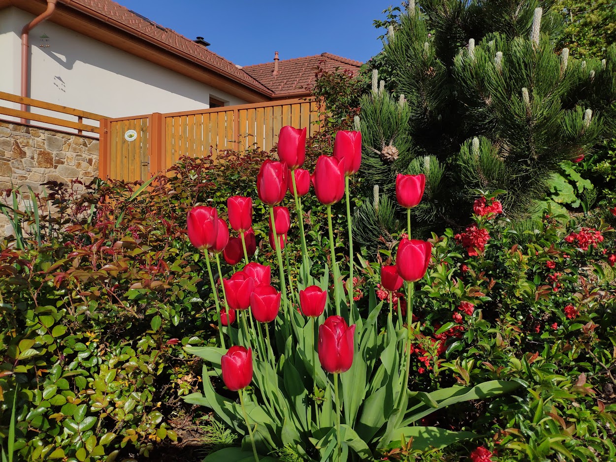 Petra Došková foto 1