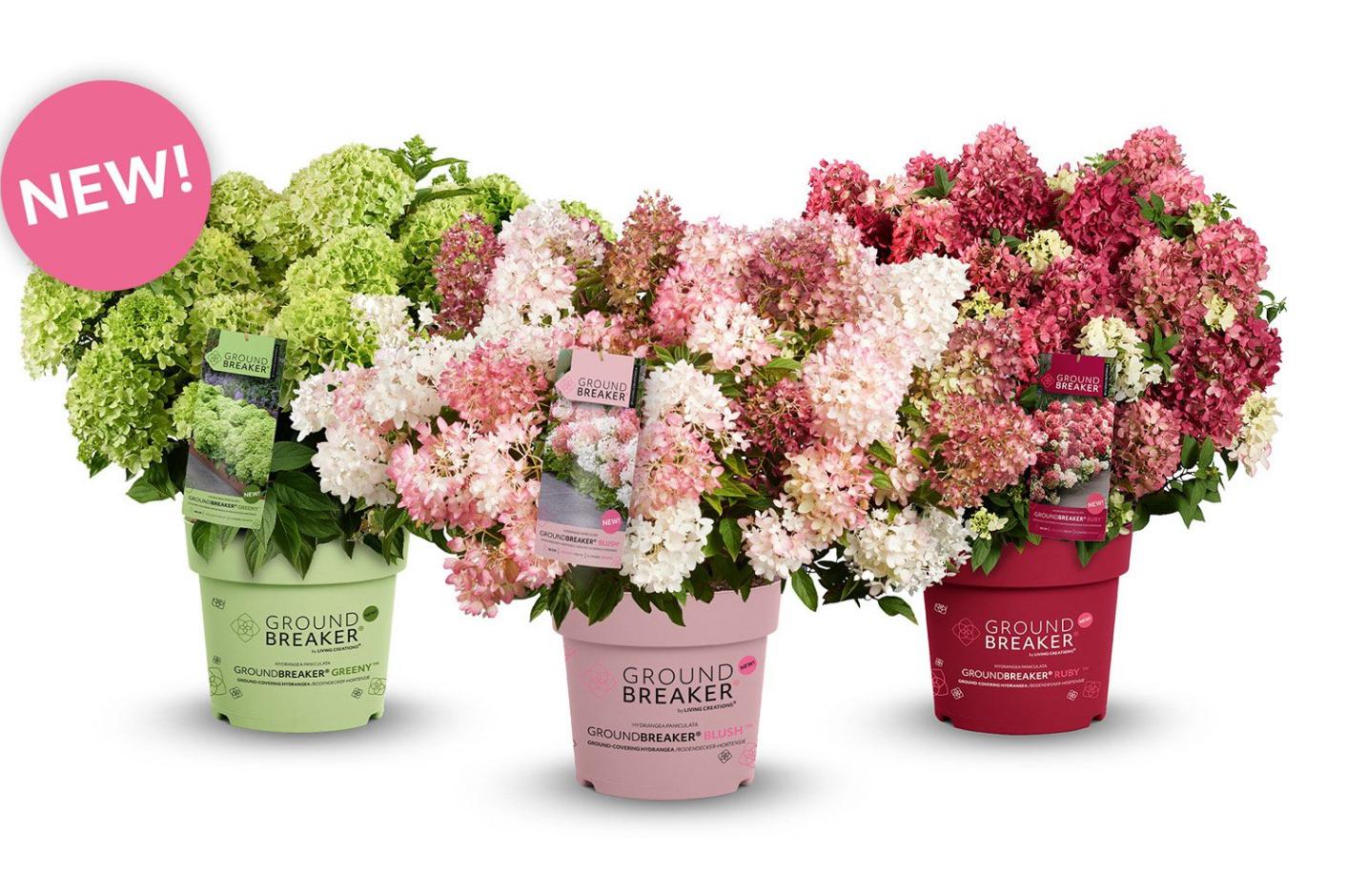 První půdopokryvné latnaté hortenzie na světě !