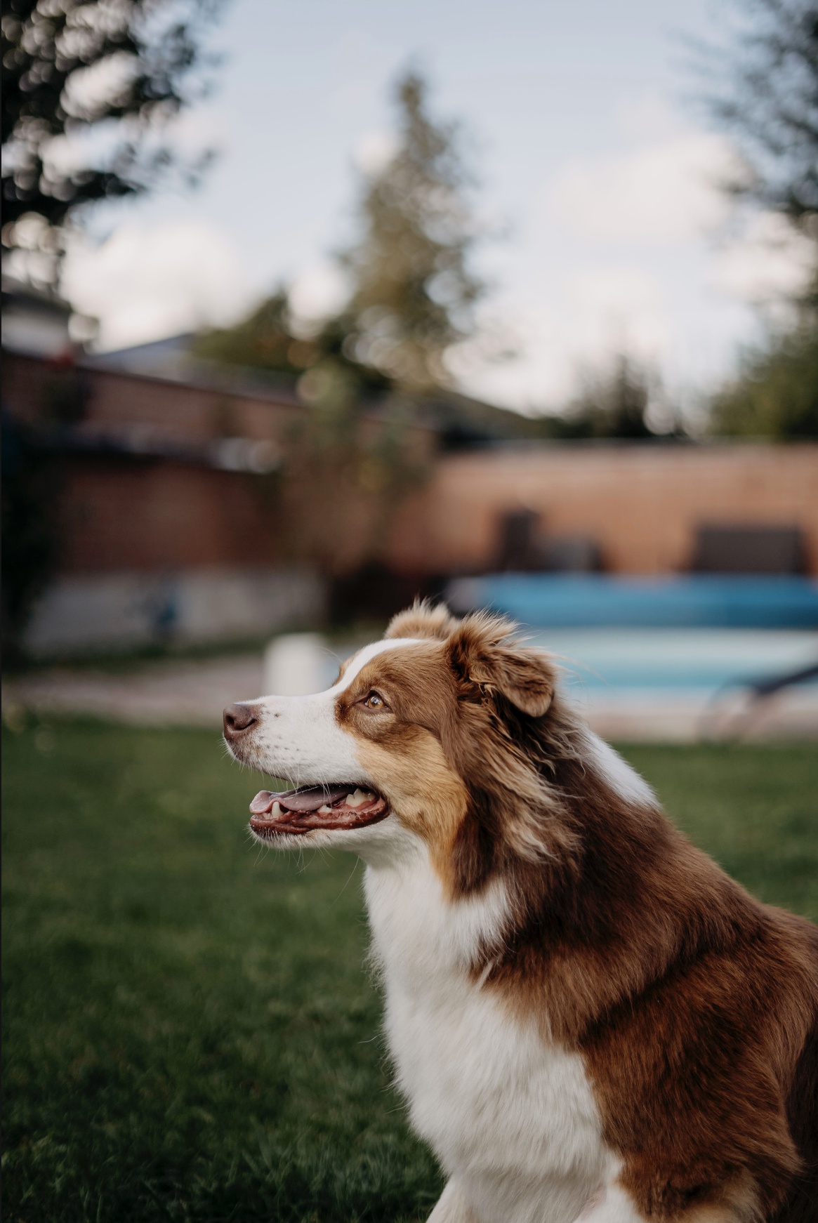 Chovatelská stanice Cucaramacara - Australský ovčák foto 3