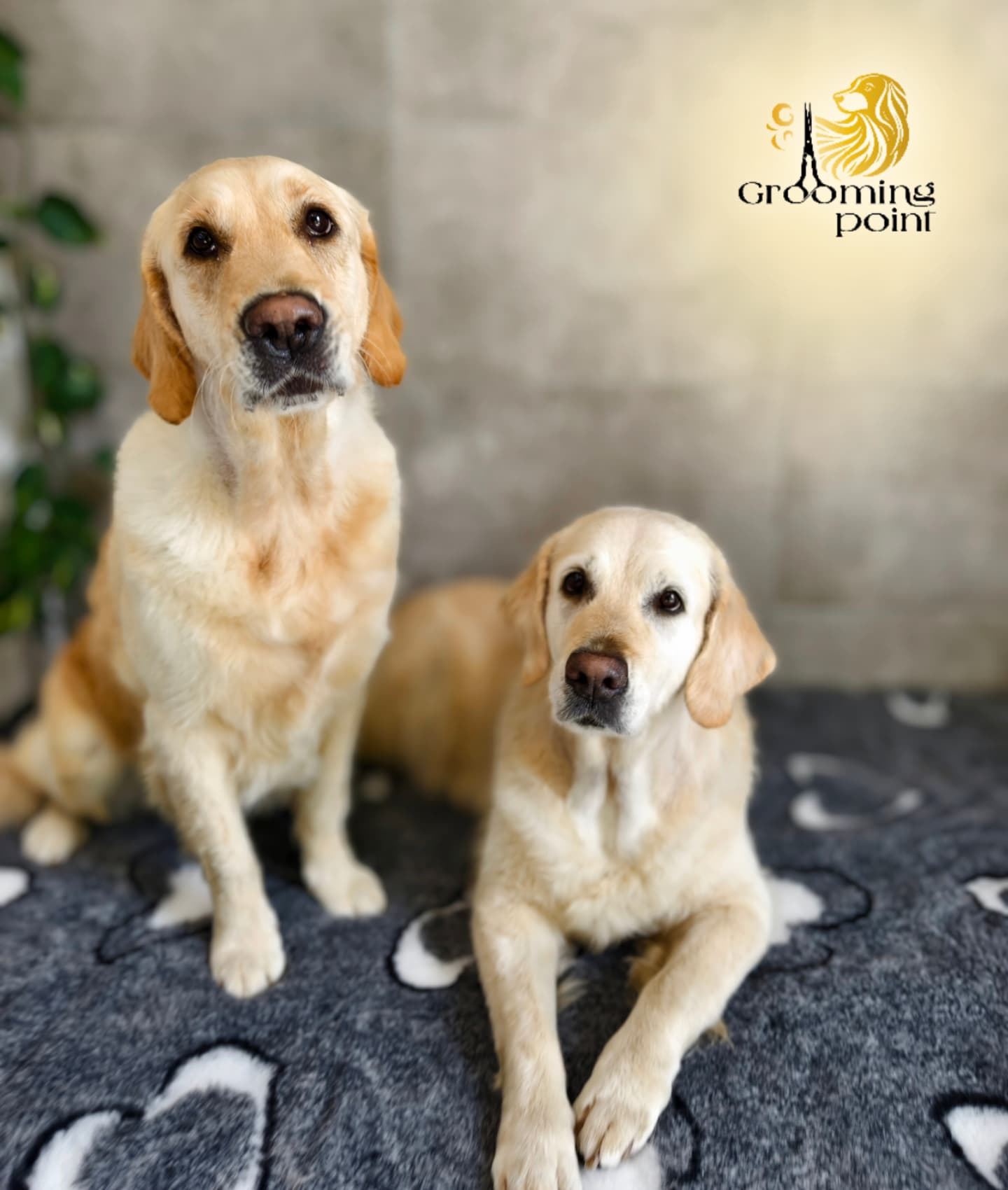 Grooming point foto 3