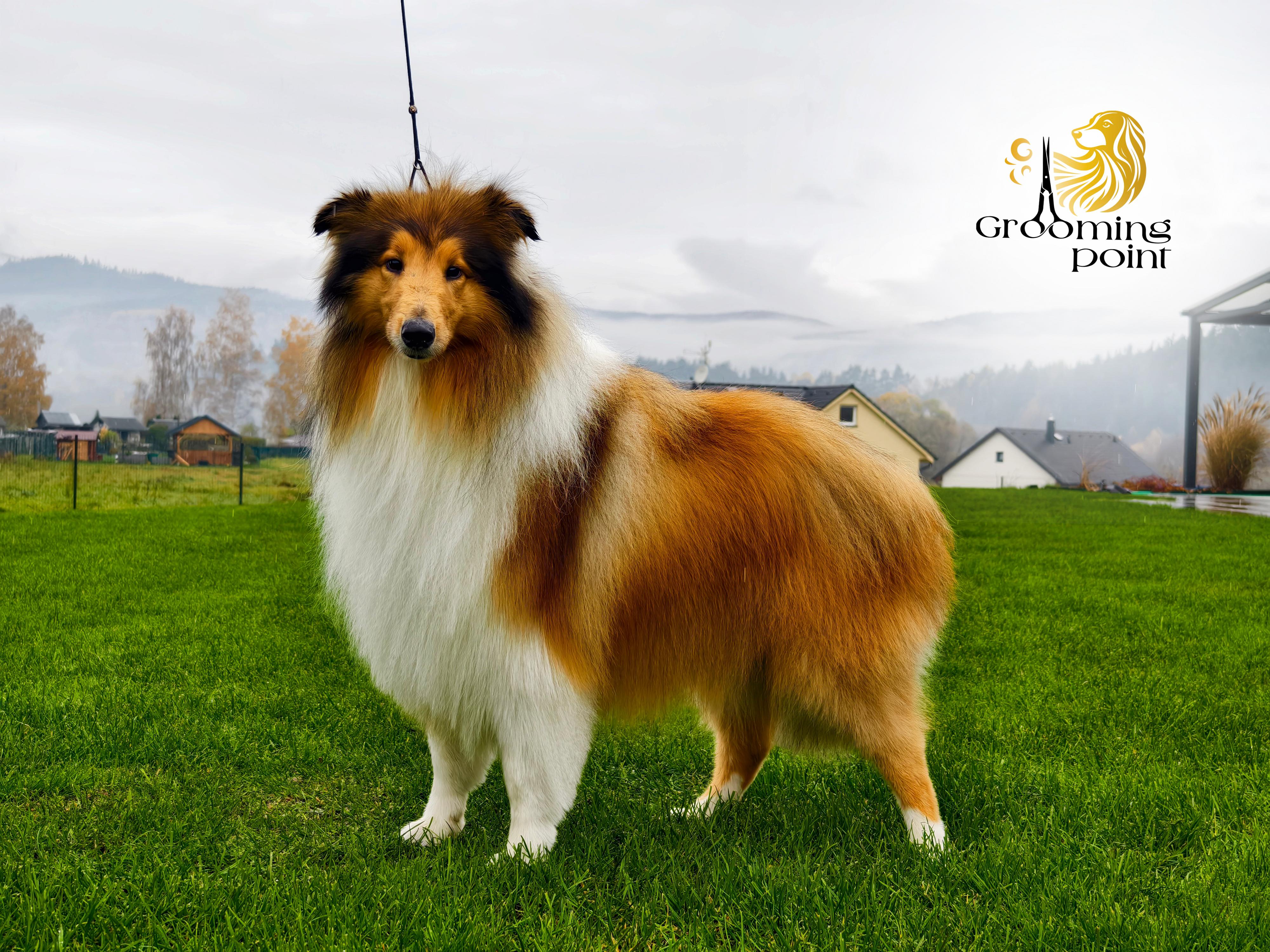 Grooming point foto 4