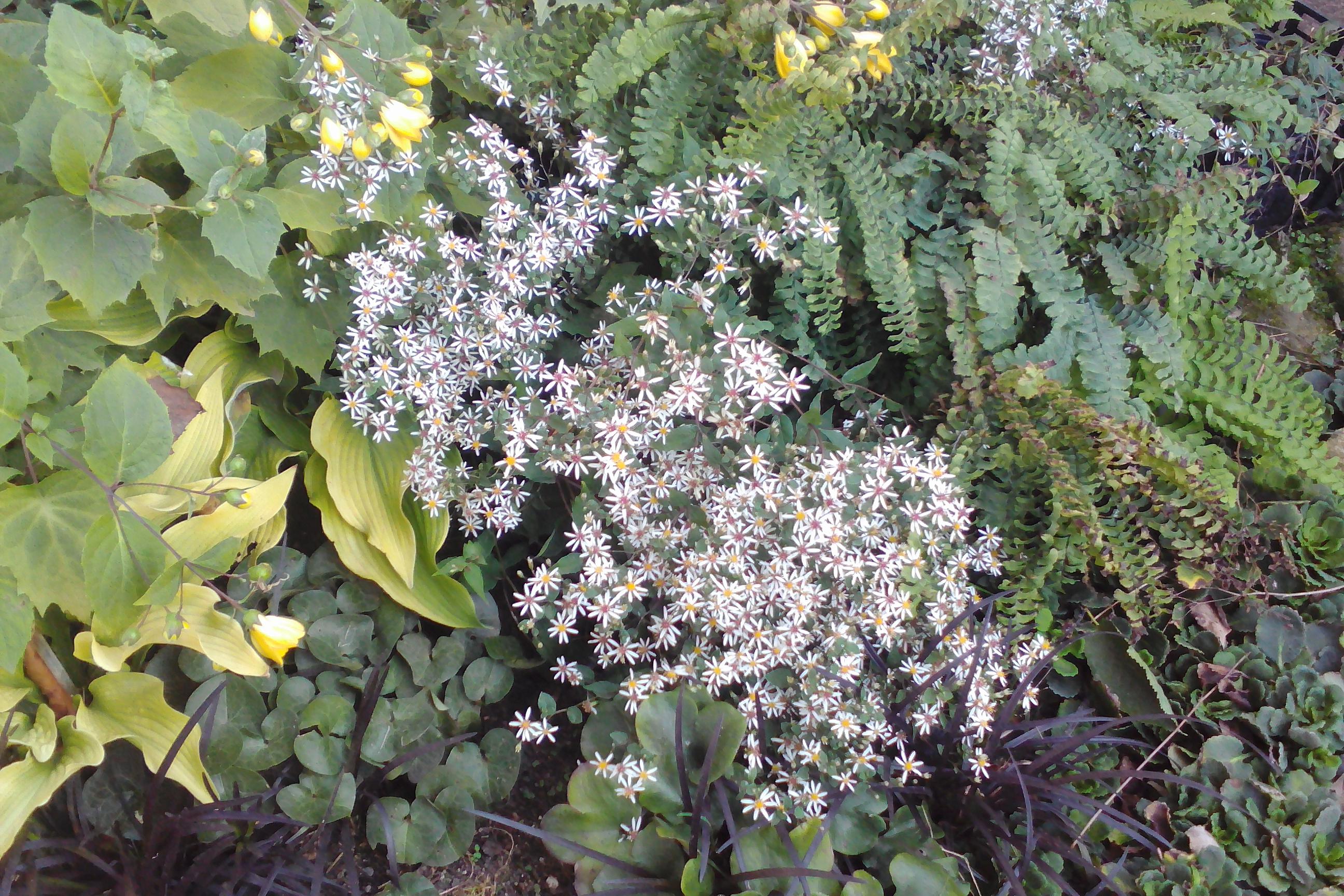 Martin Borecký - TRVALKY A ZAHRADY foto 1