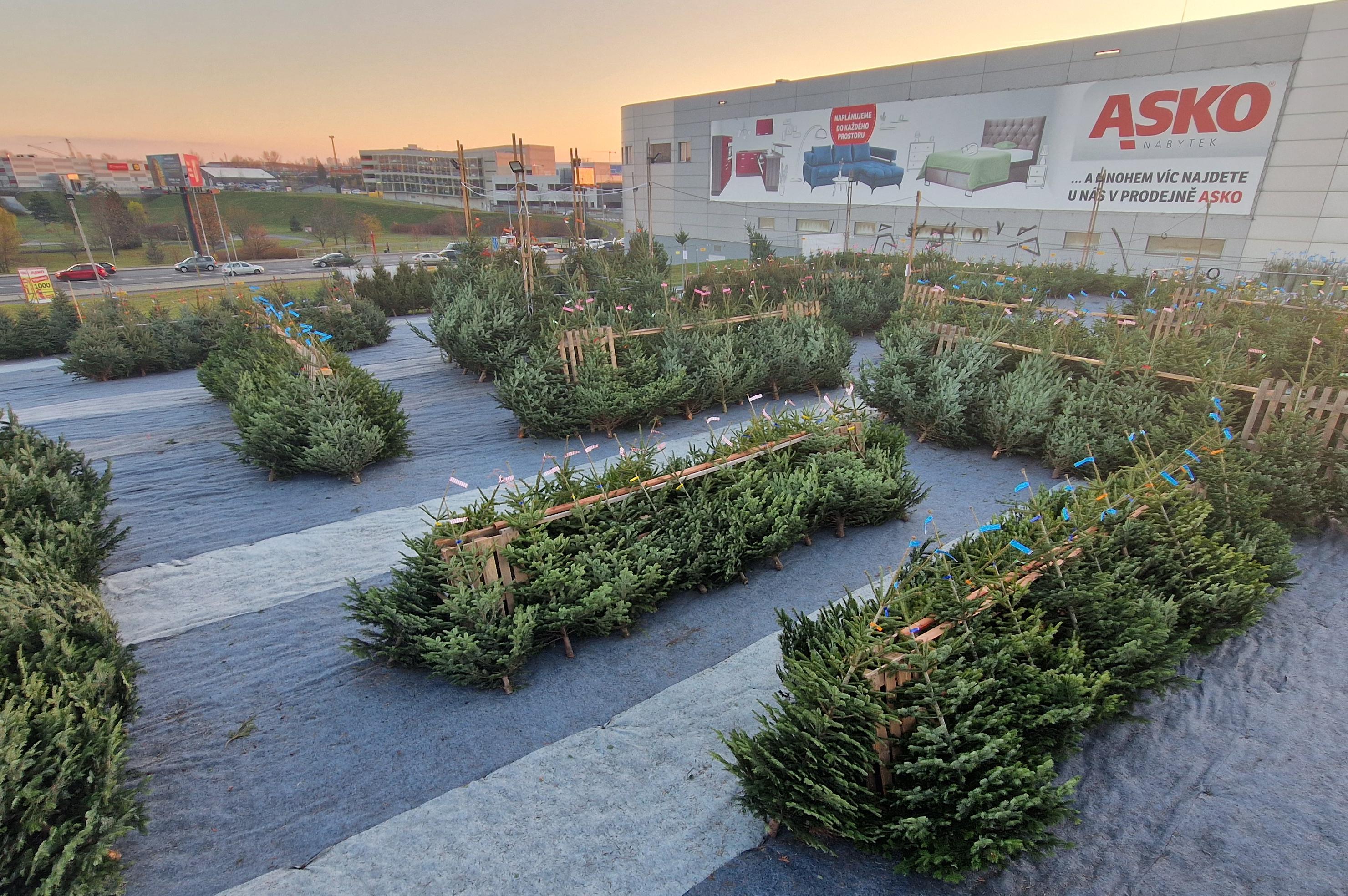 Vánoční Stromky ONLINE