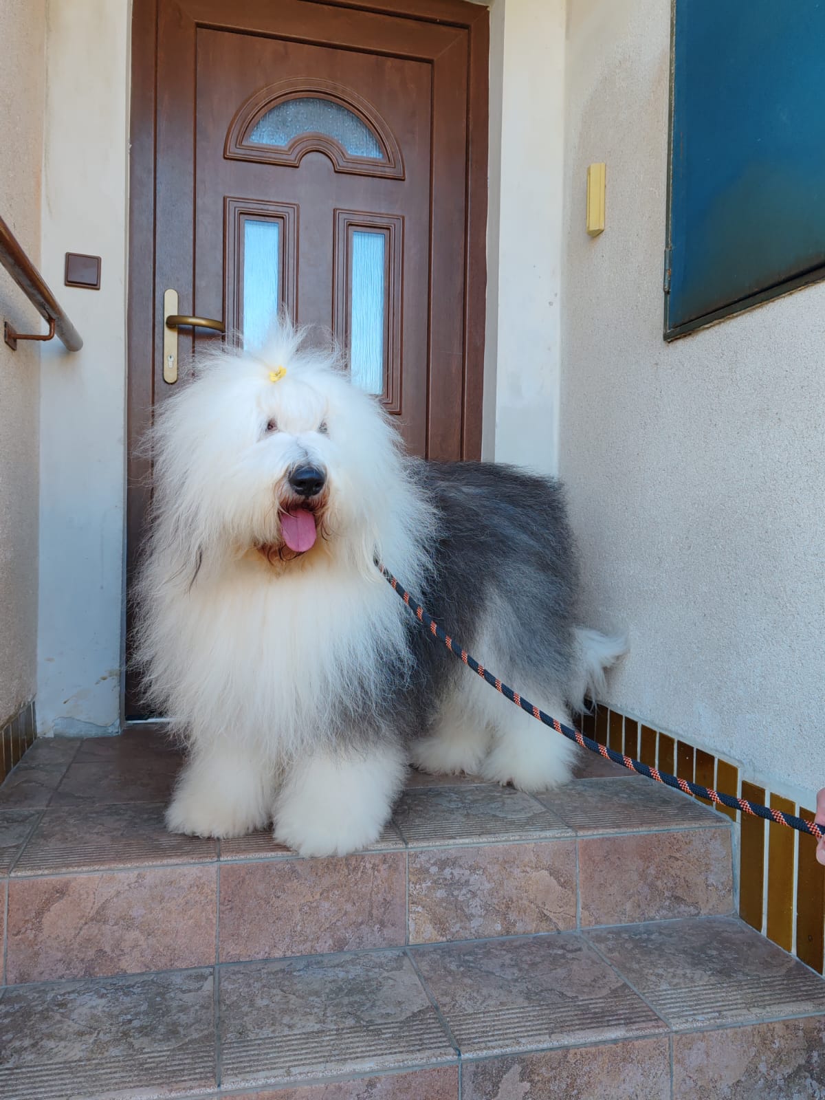 Psí salón Arwen foto 4