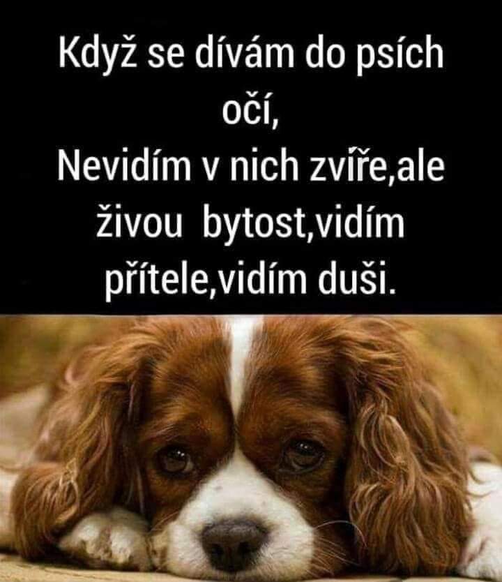 Psí salón Arwen foto 3