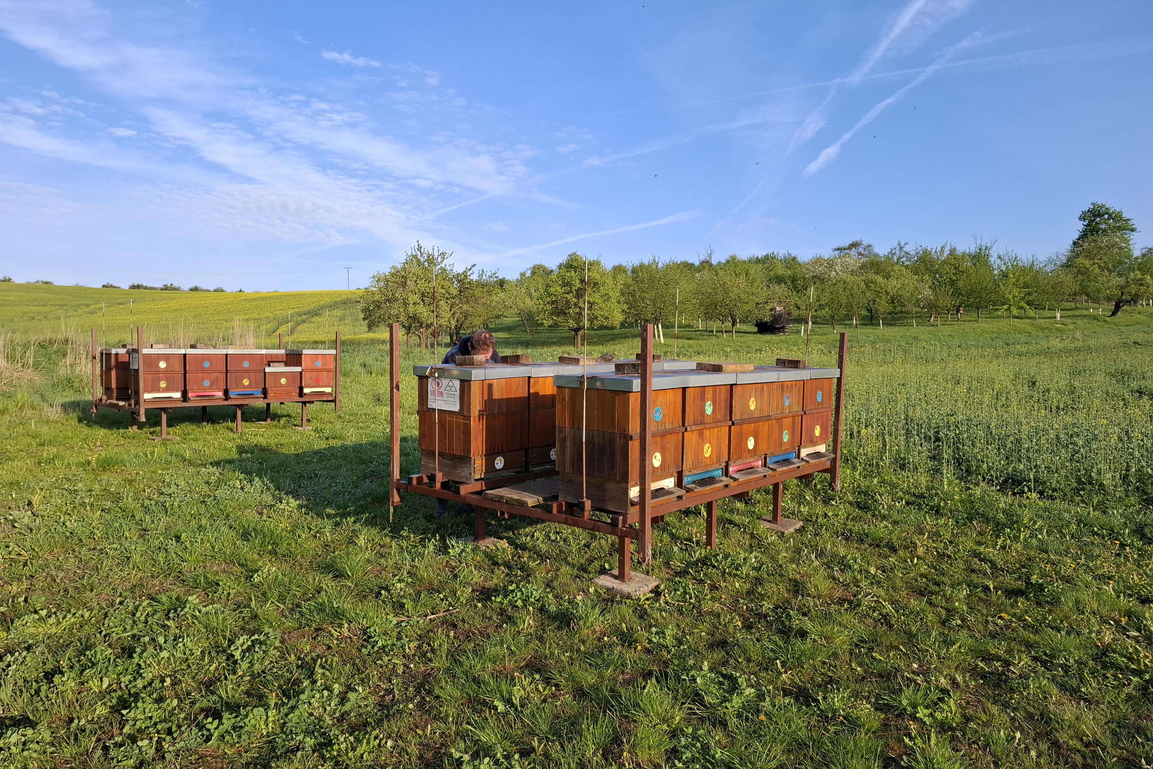 Včelařství Cahlík