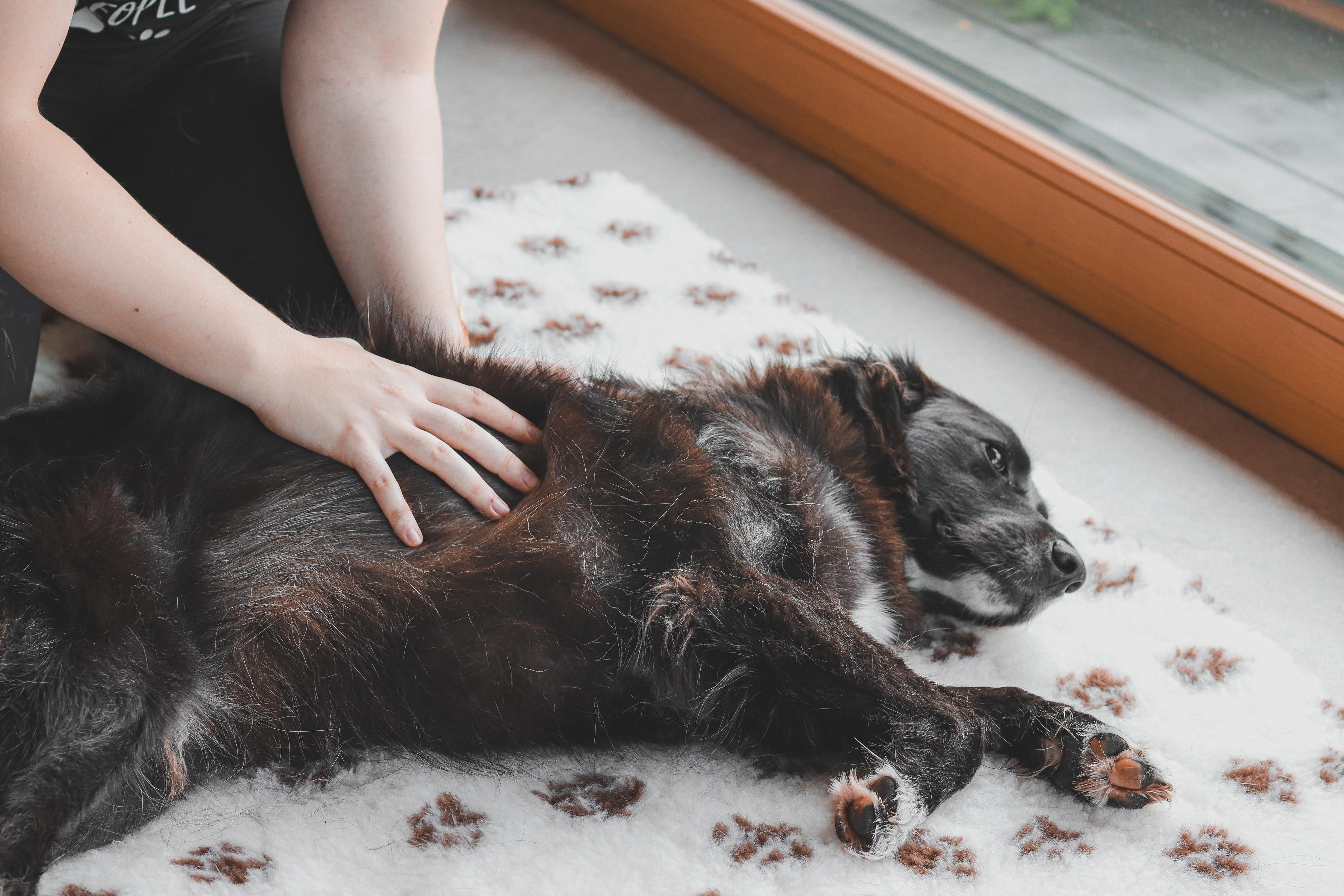 Terapie Tlapkami foto 2