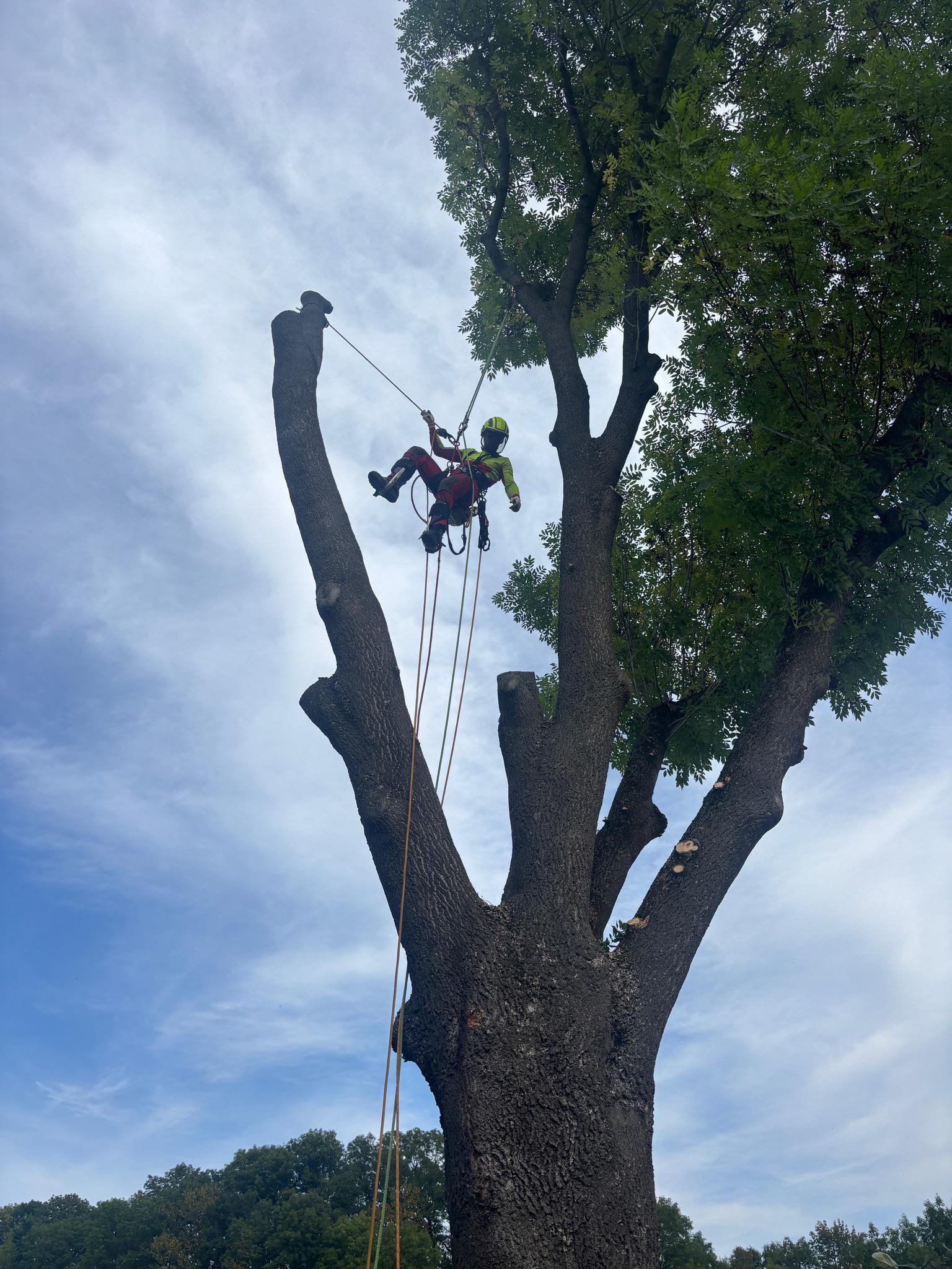 Rizikové kácení - odstranění stromu