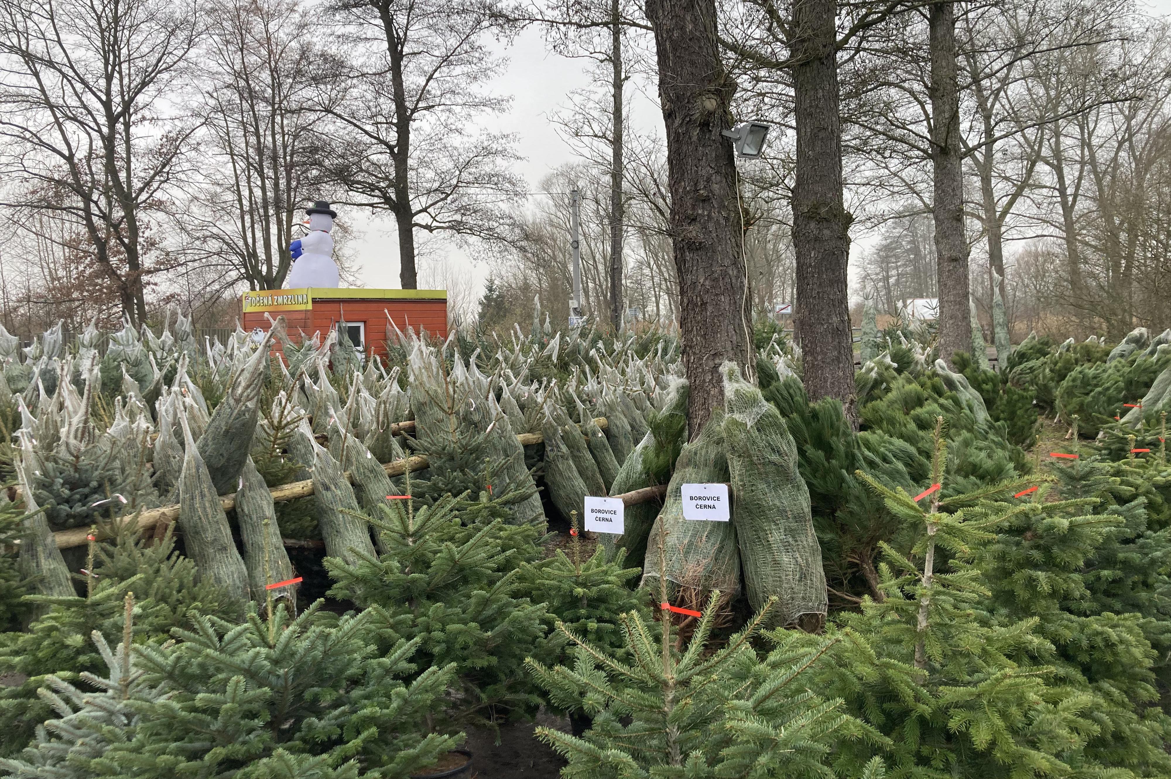Prodej vánočních stromků - ZOO farma Bohatice