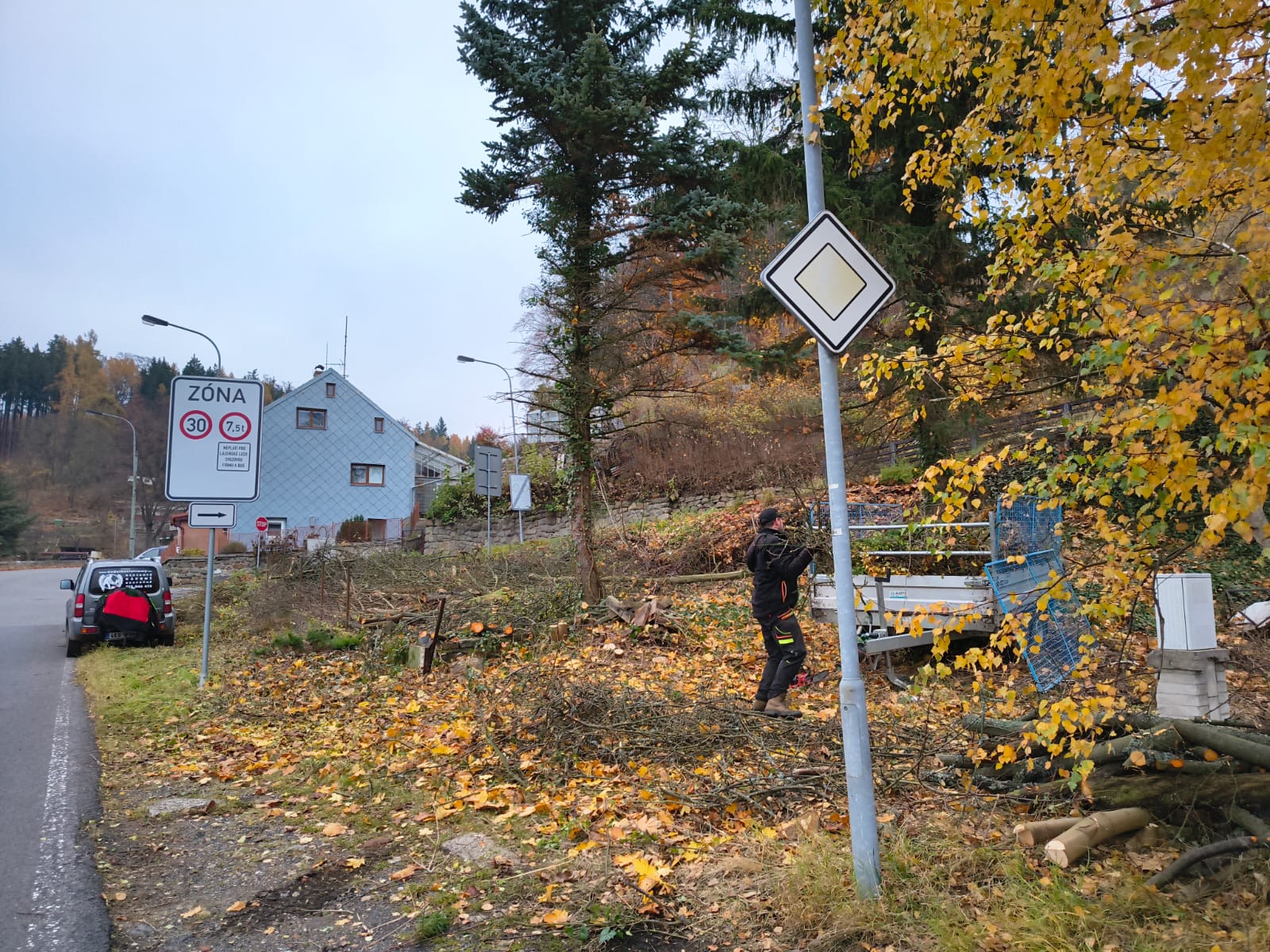 Výřez náletových dřevin