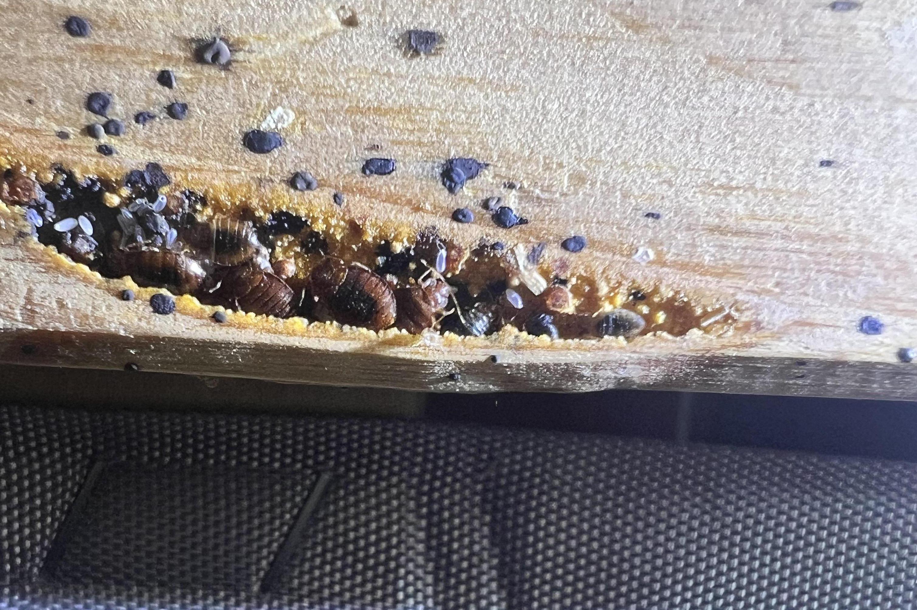 Štěnice vám berou spánek? Čekání problém zhoršuje!