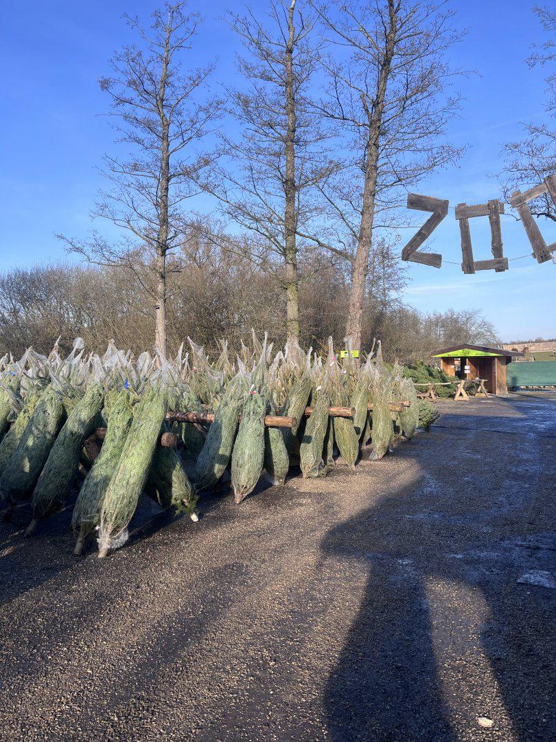 Prodej vánočních stromků - ZOO farma Bohatice foto 4