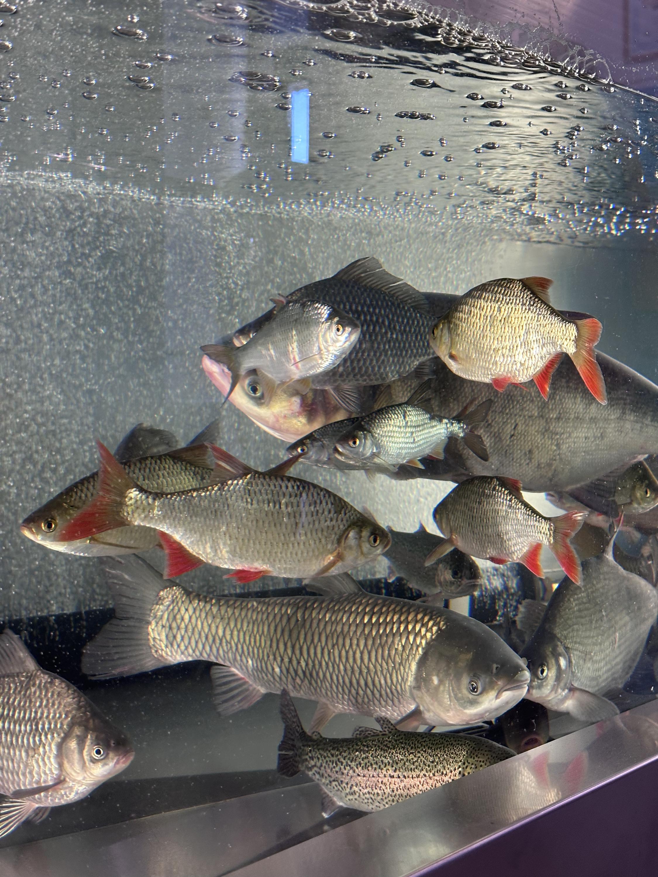 Prodejna ryb sádky Třeboň foto 5