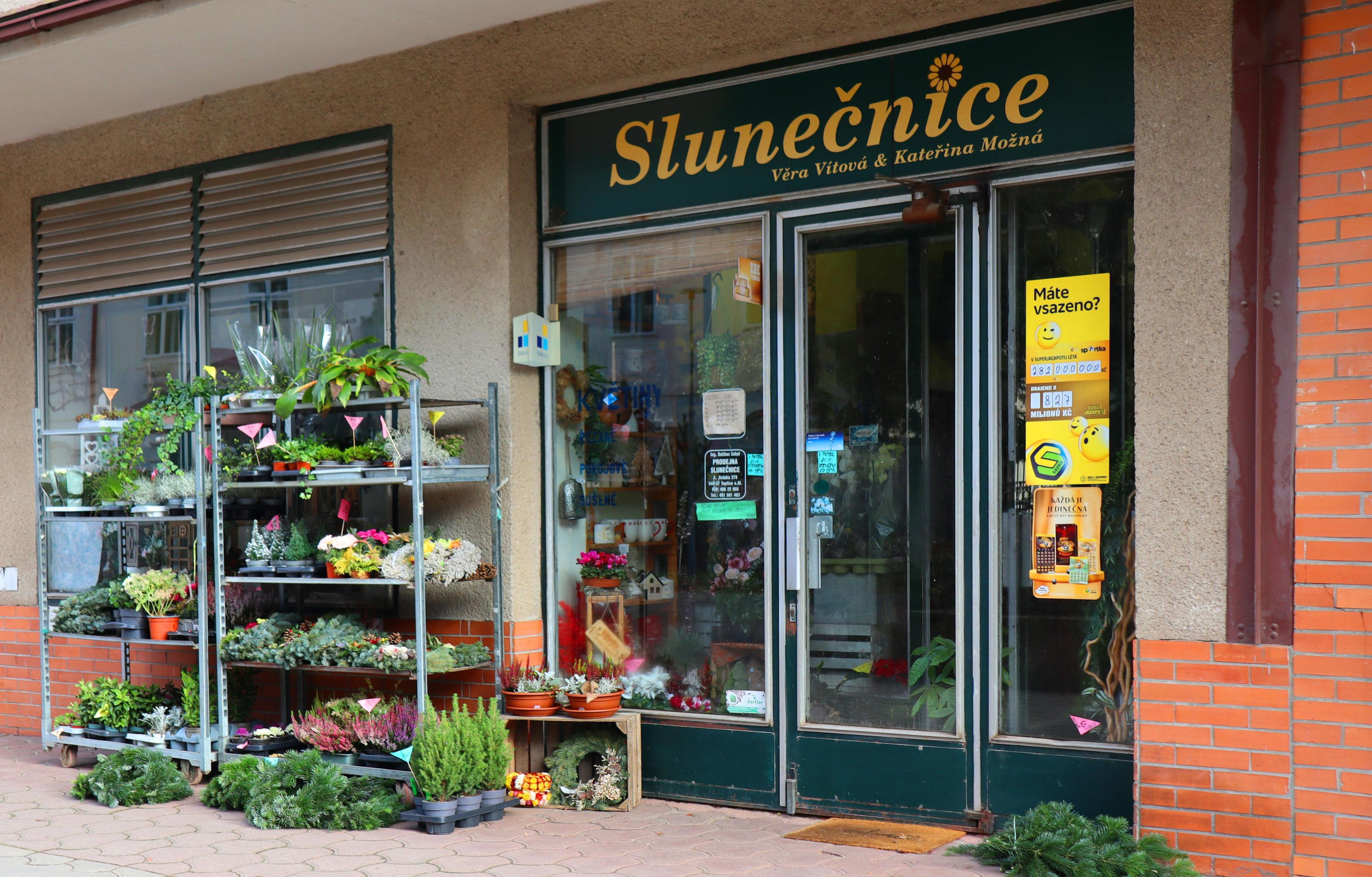 Slunečnice Věra Vítová & Kateřina Možná