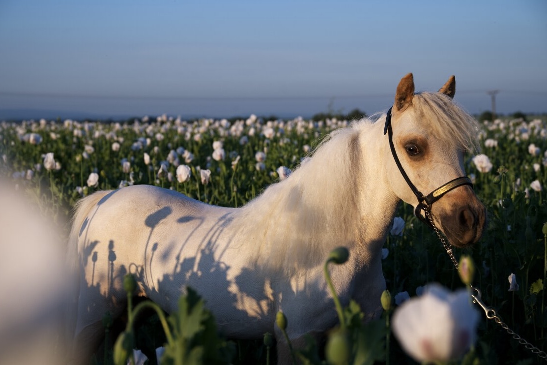 Minihorse Mersi foto 5
