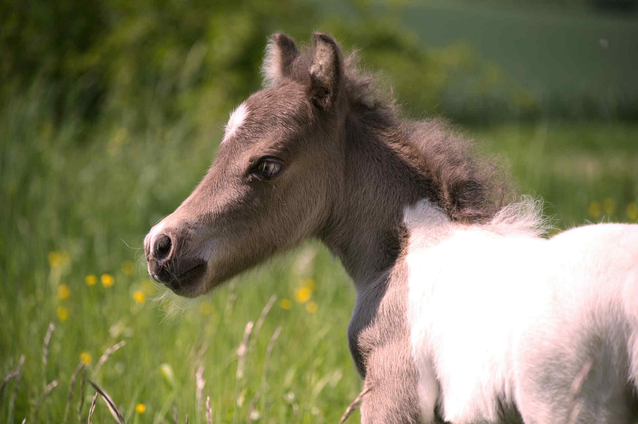 Minihorse Mersi foto 1