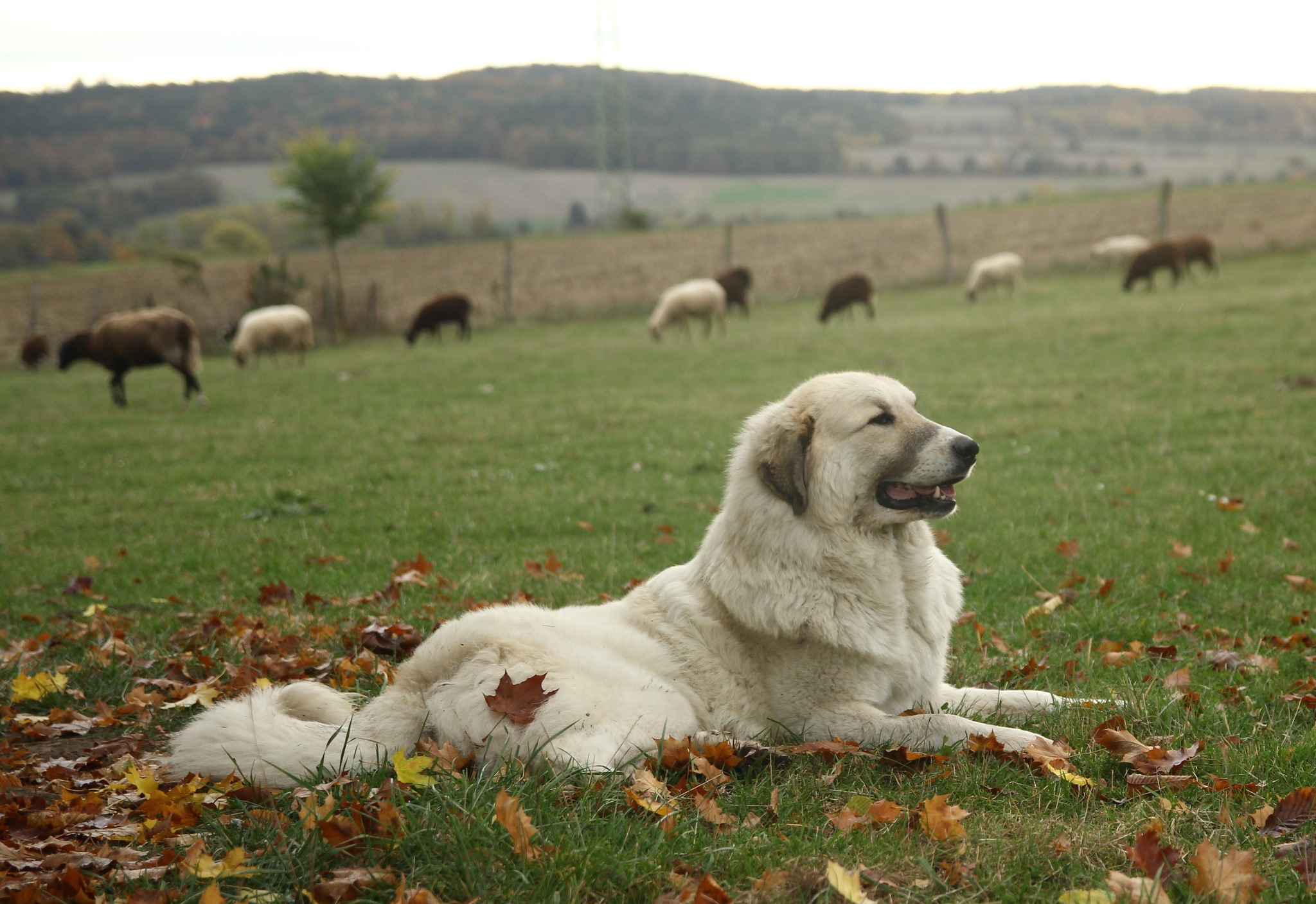 Chovatelská stanice Apaltasunez