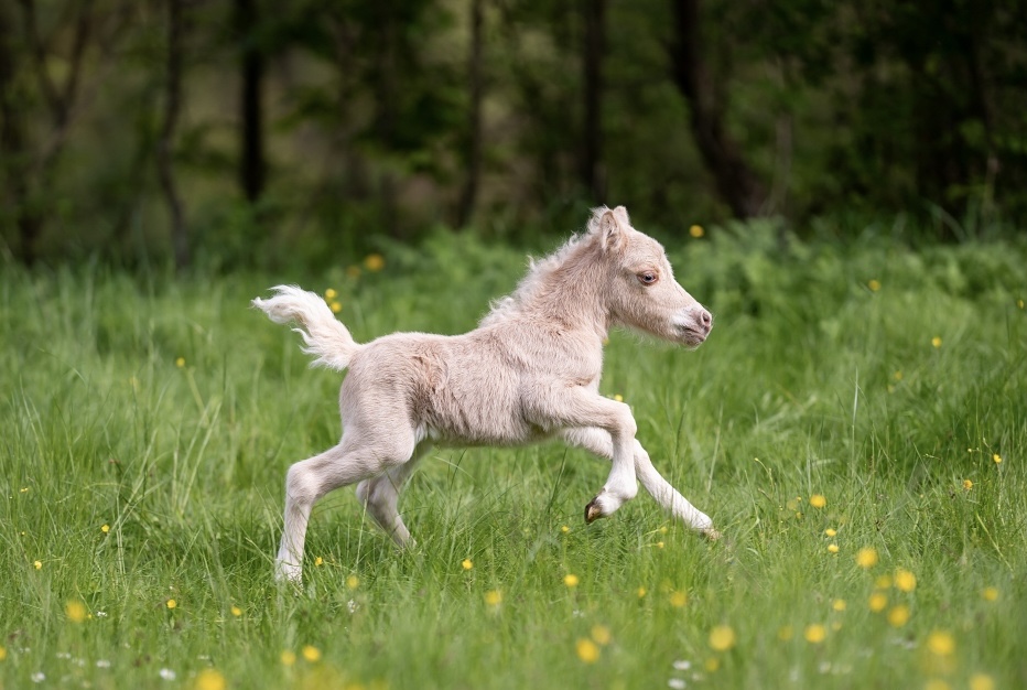 Minihorse Mersi foto 3