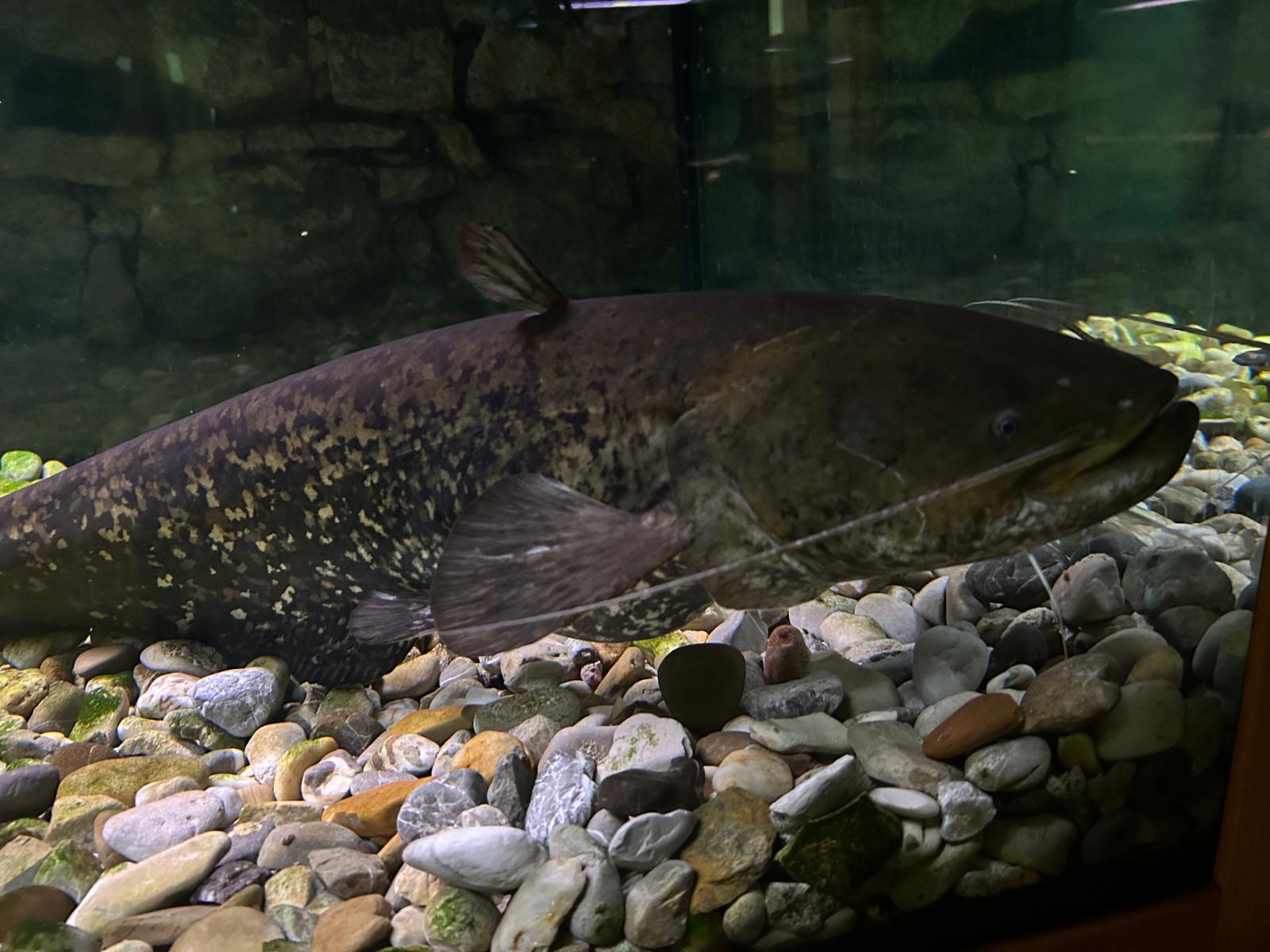 Minizoo při Centru ochrany fauny ČR foto 6
