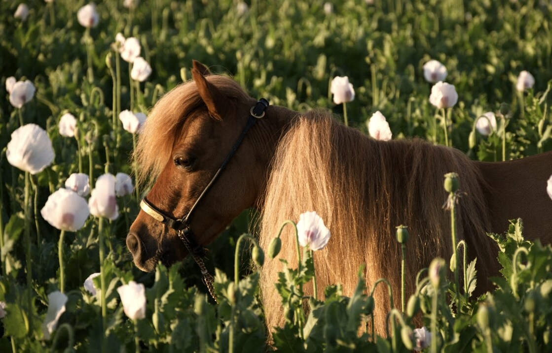 Minihorse Mersi foto 3