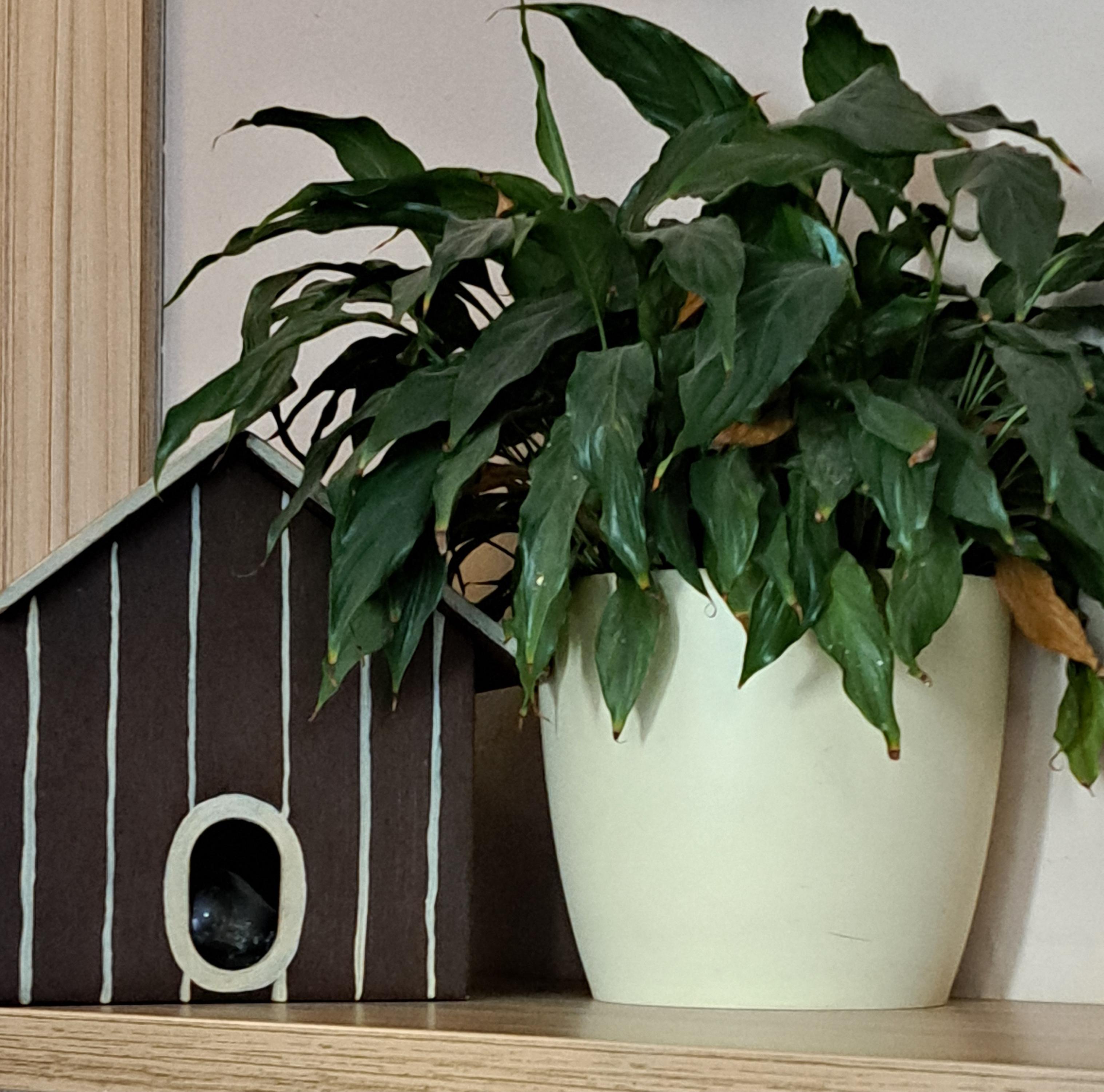 Pizzerie Dášeňka foto 5