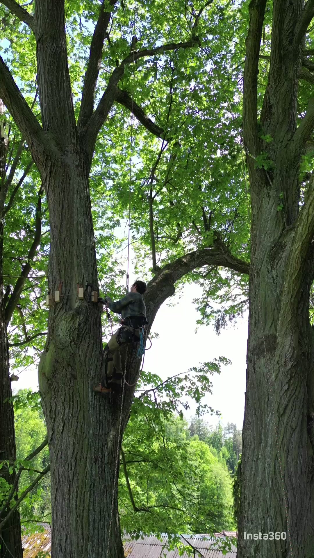 Štěpán Stryk - Arboristika & rizikové kácení foto 2 (náhled videa)