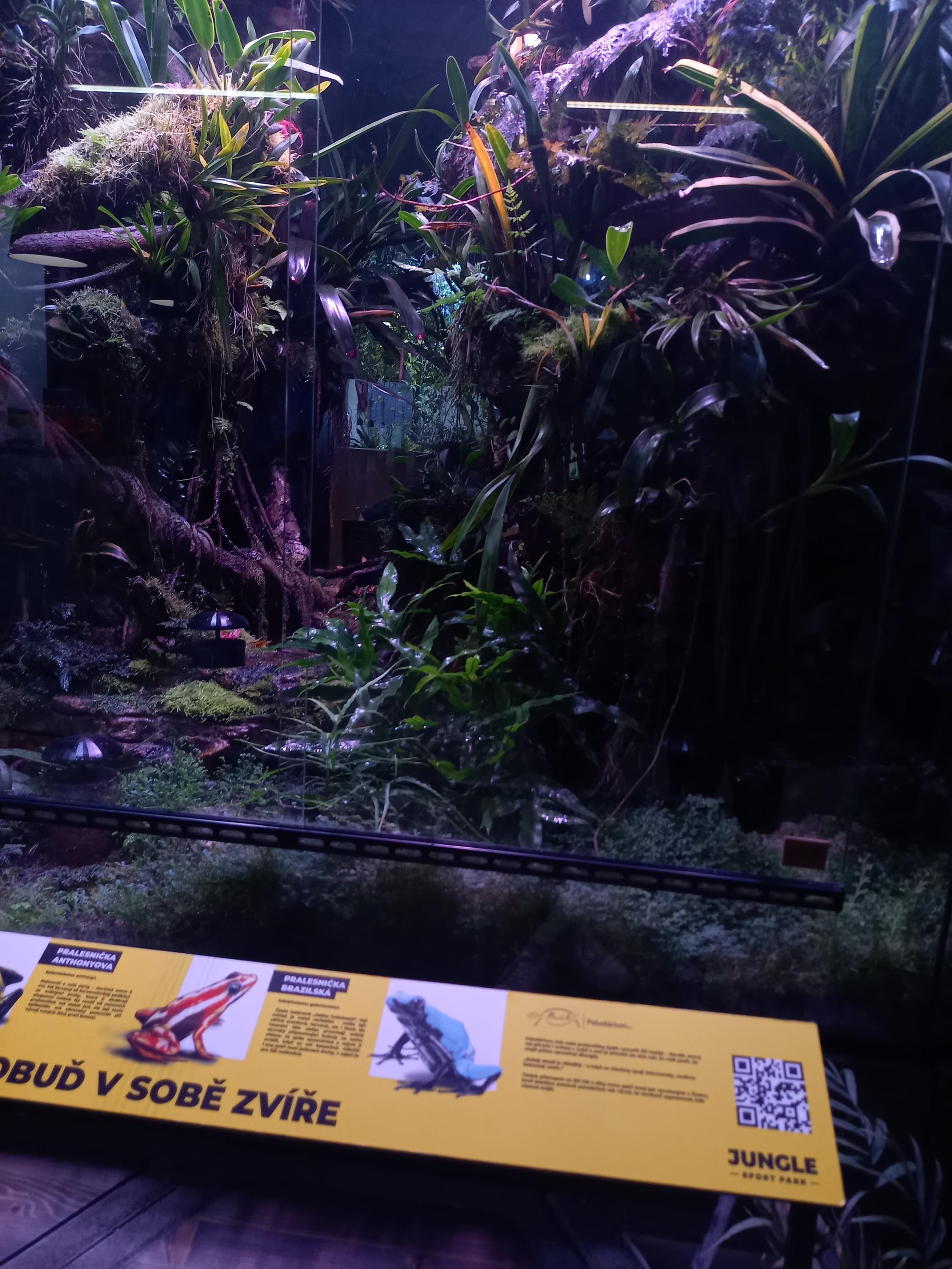 Jungle sport park foto 2