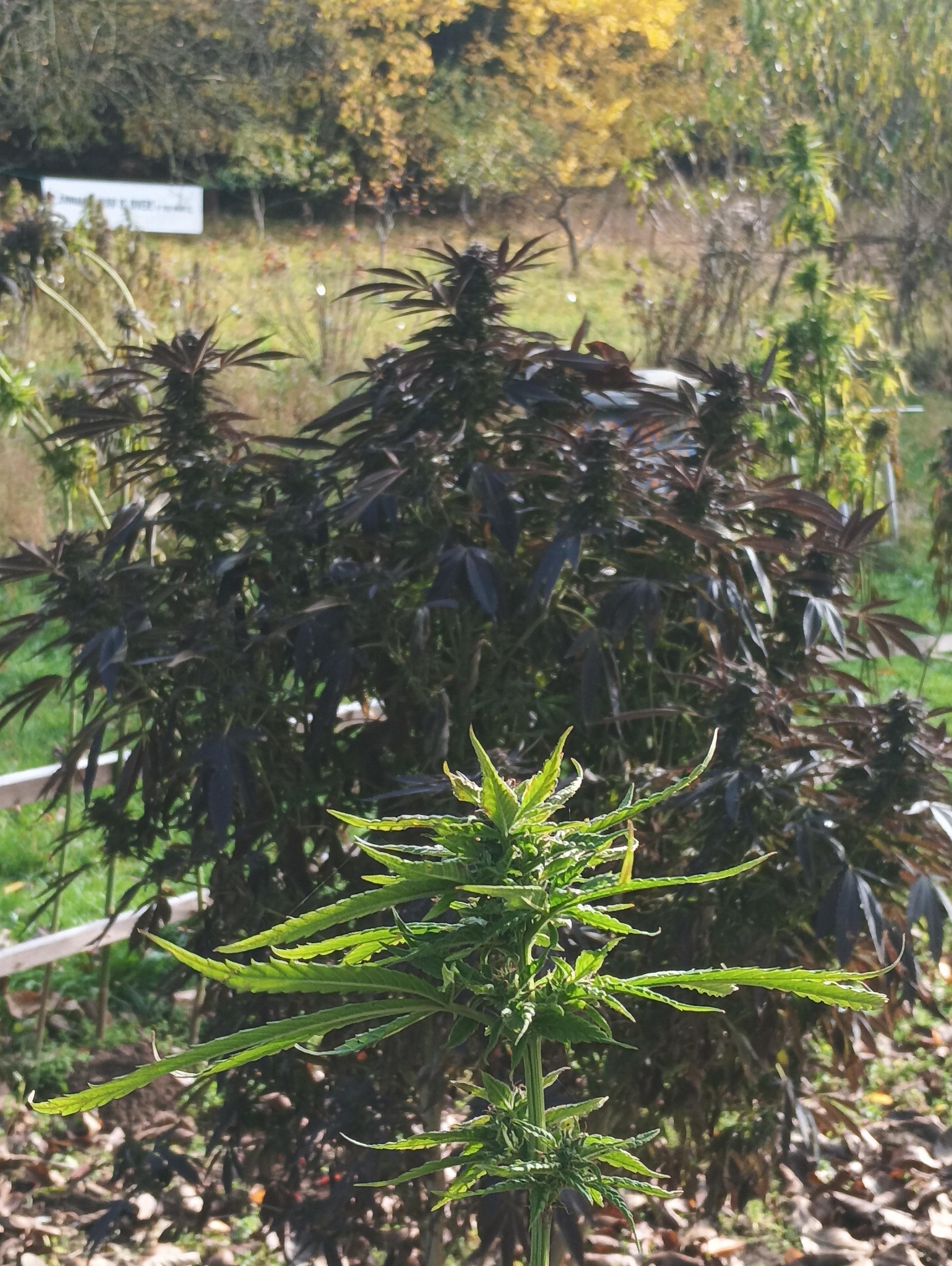 Edukativni konopná klinika foto 2