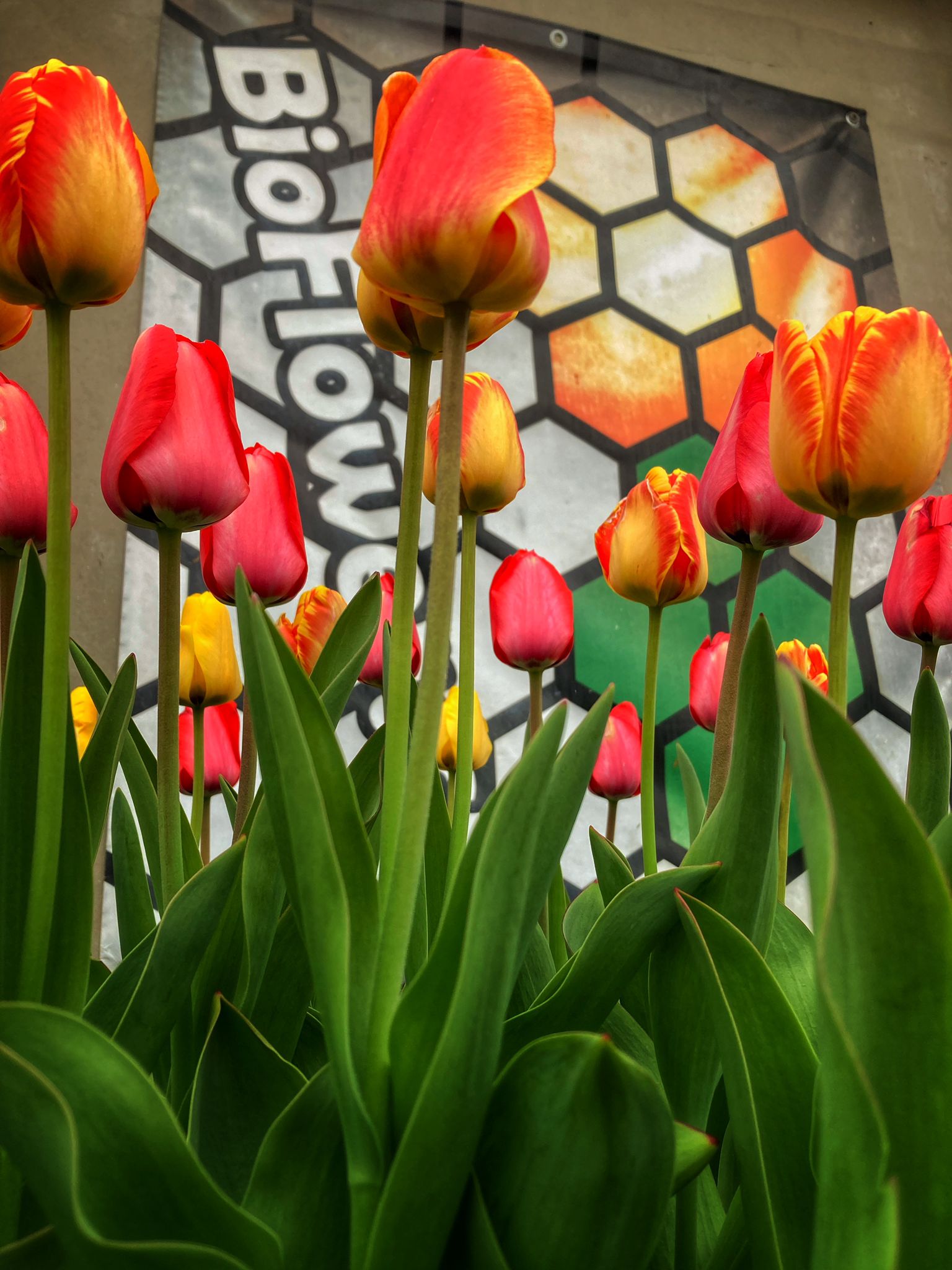 Bioflower foto 5