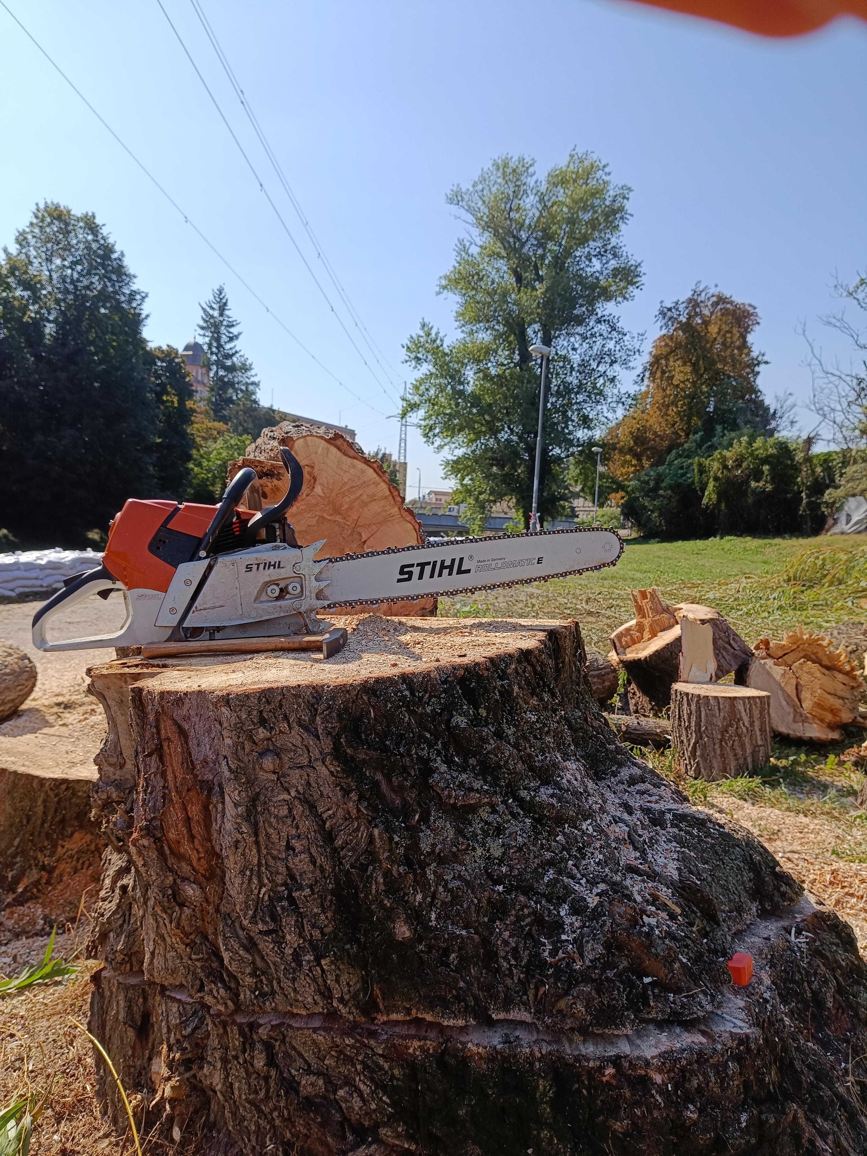 Rizikové kácení stromů