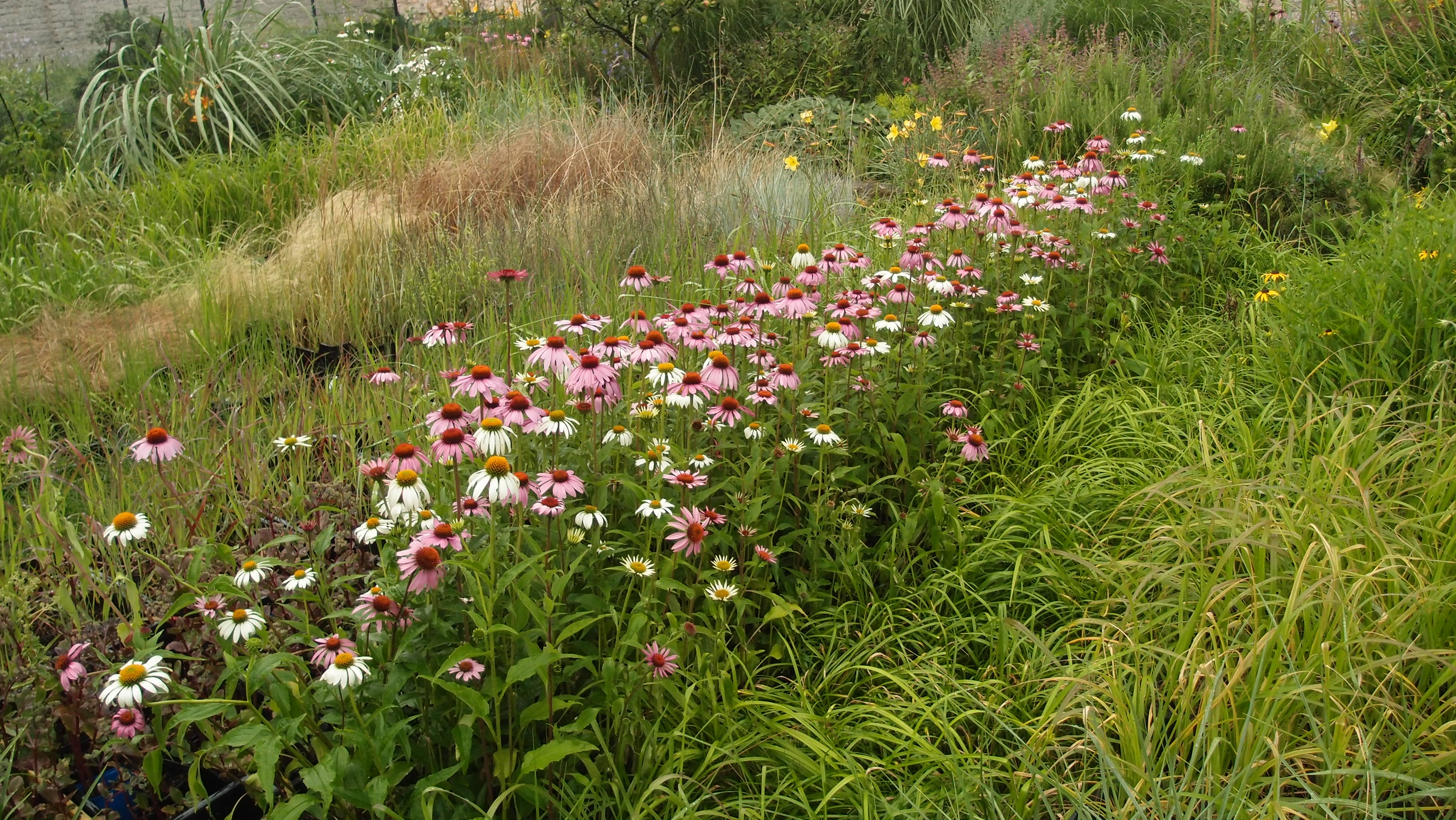 Martin Borecký - TRVALKY A ZAHRADY foto 3