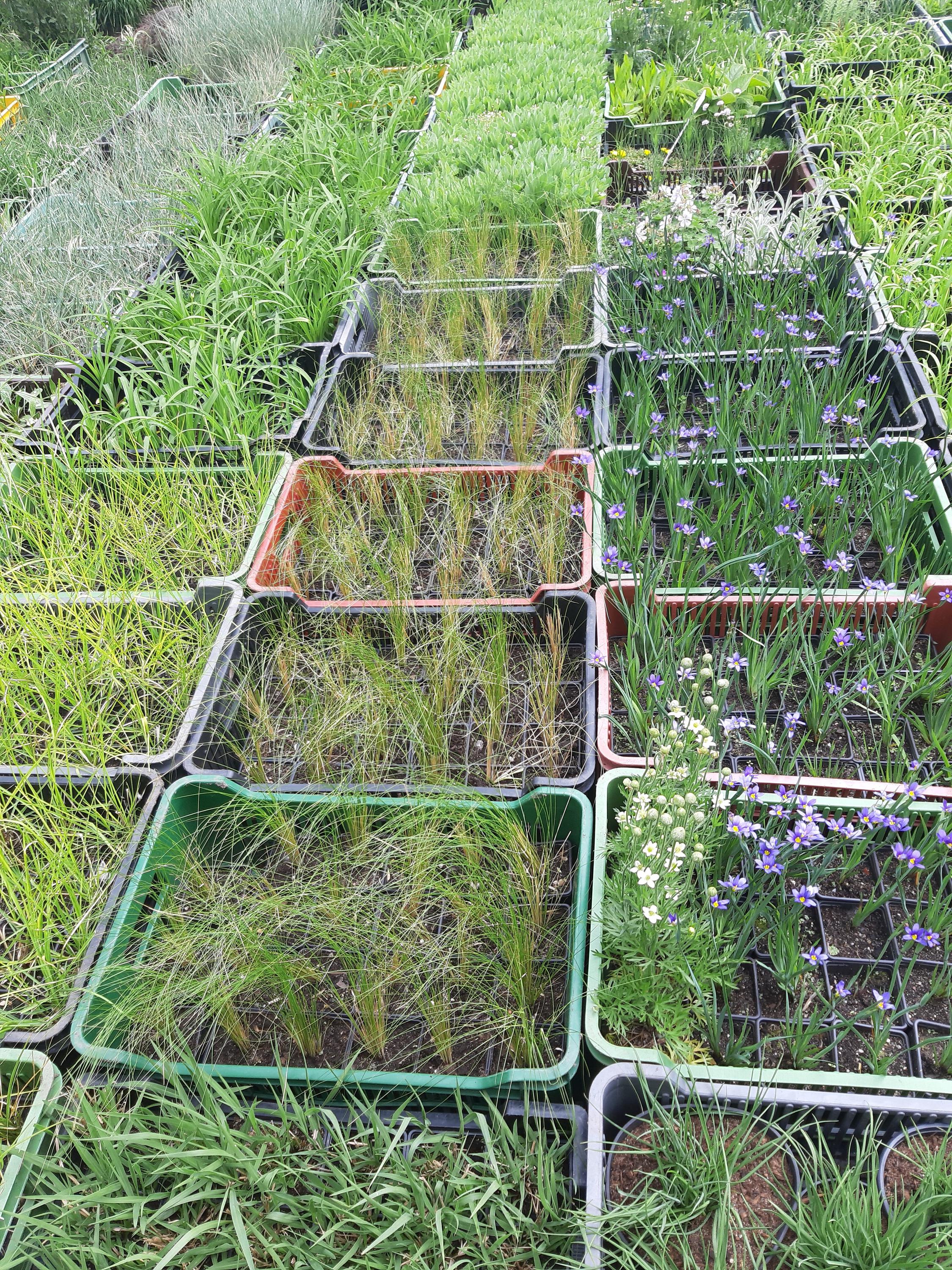 Martin Borecký - TRVALKY A ZAHRADY foto 2