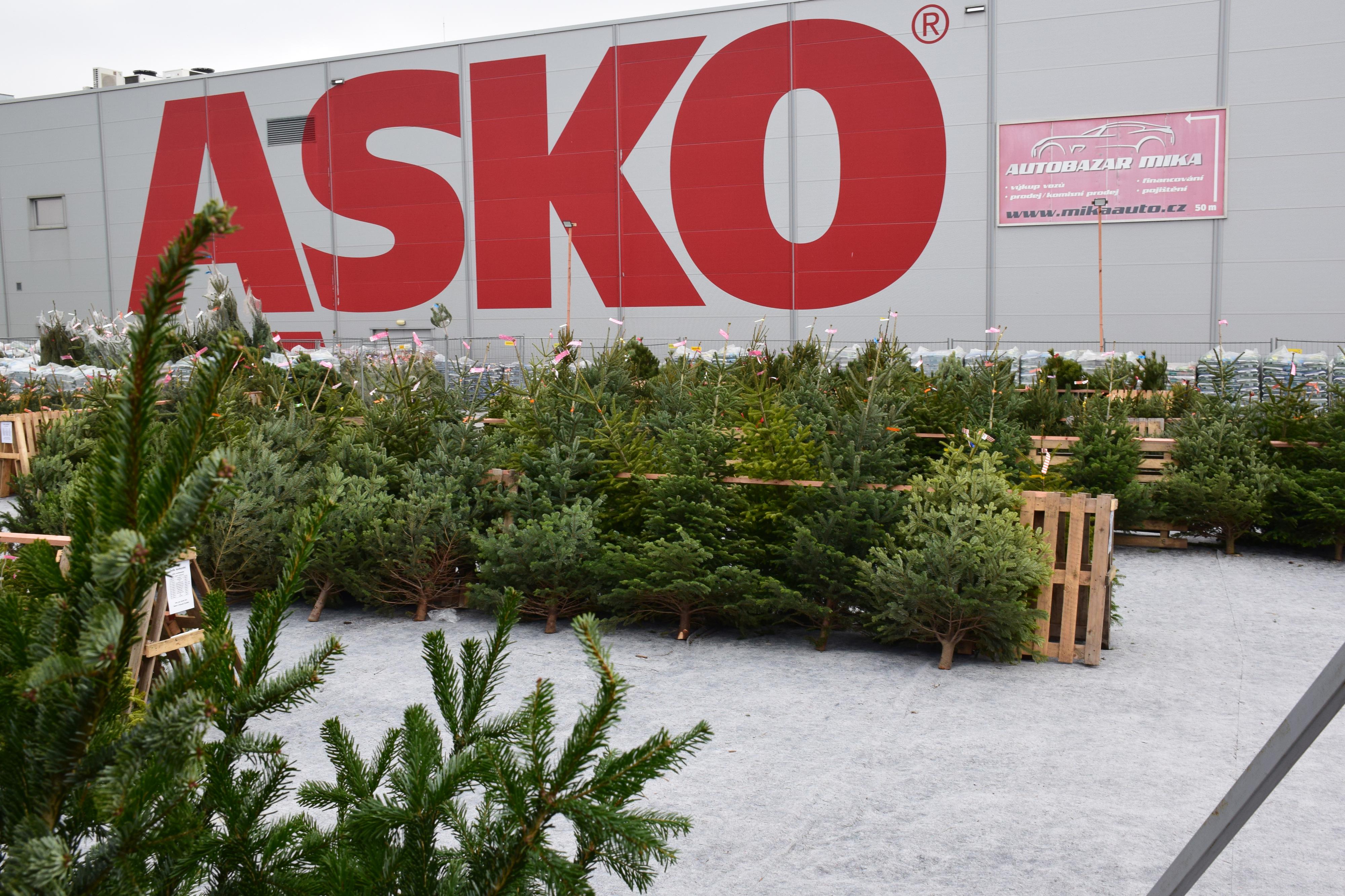 Vánoční stromky ONLINE - ASKO Čakovice foto 4