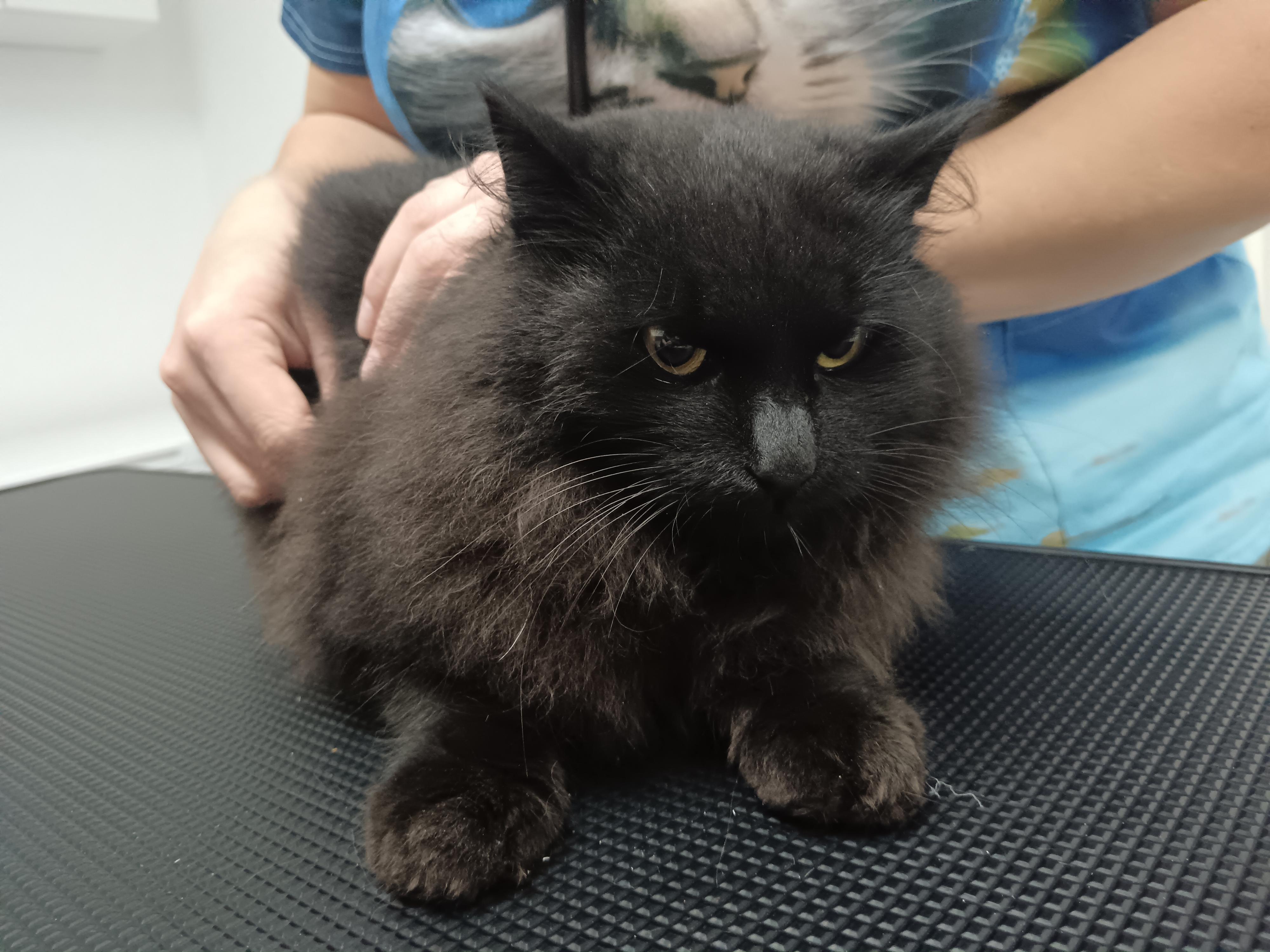 Veterinární ordinace  MVDr. Nikola Hulínová Štromerová, Ph.D. foto 3